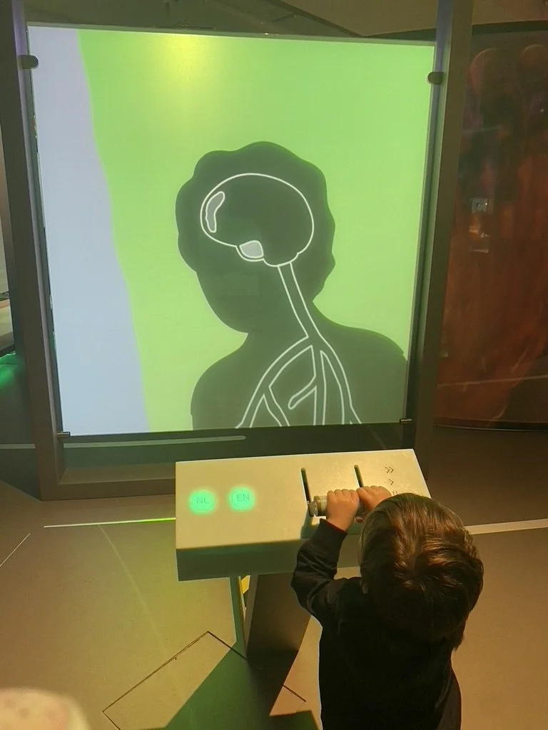 A young boy operating a control panel at a science museum exhibit showing the human nervous system on a screen, including the brain and spinal cord.