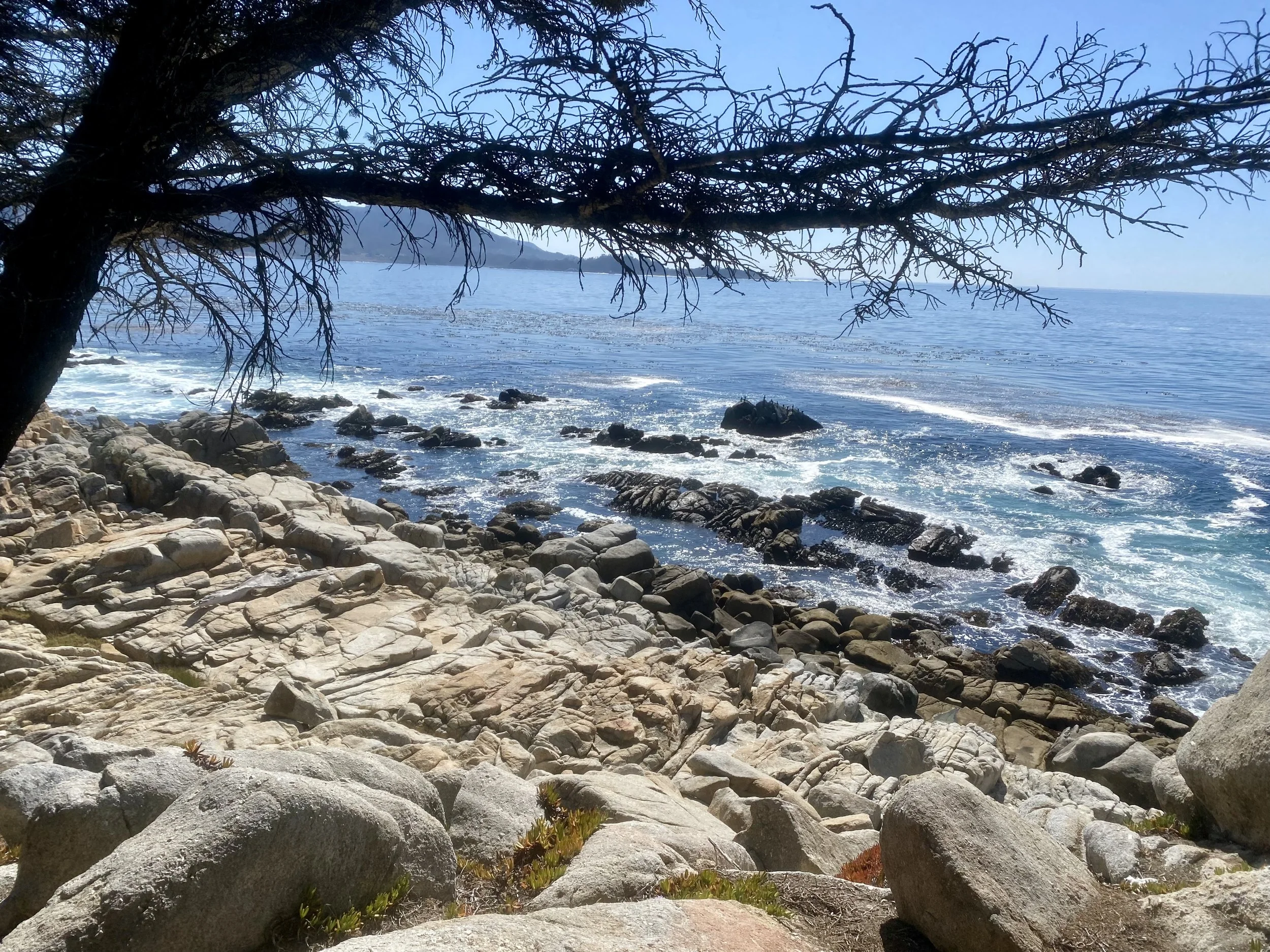 Rocky shoreline with a tree extending over the water, which is calm and clear, under a bright blue sky.