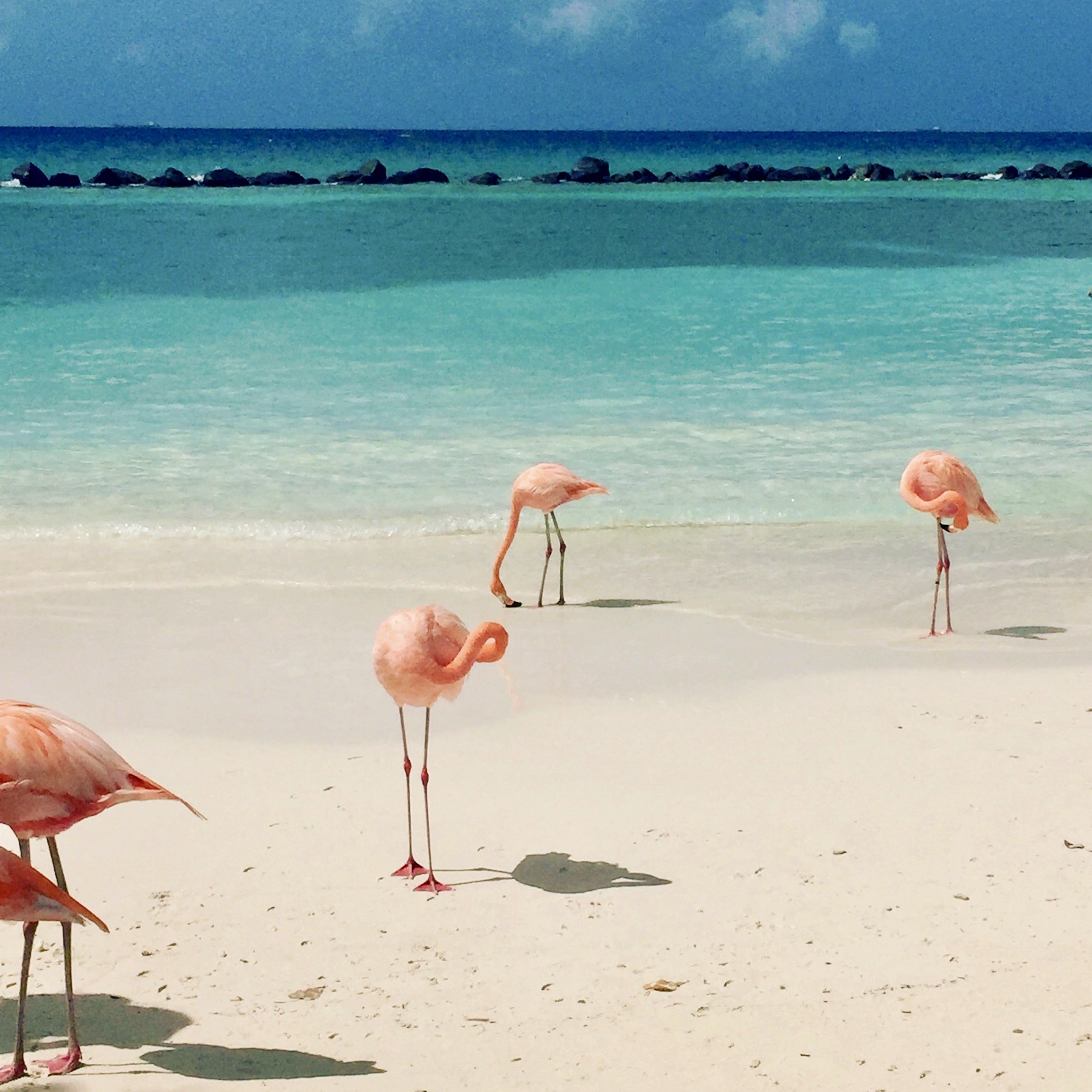 A group of pink flamingos standing on a sandy beach near the ocean with blue water and a rock barrier in the background.