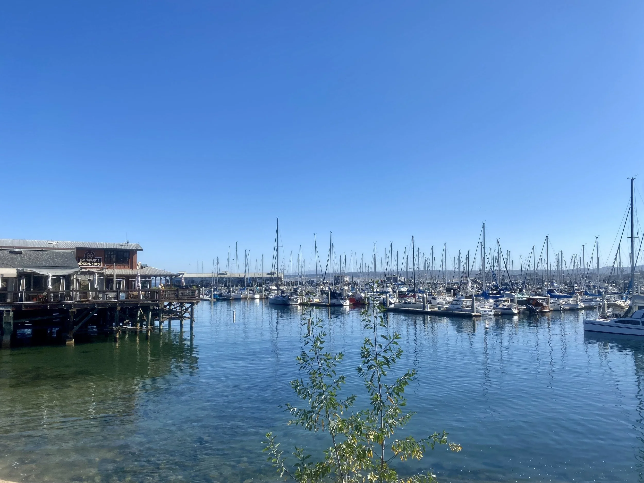 View of a marina with docked sailboats, a building with a sign reading 'The Wharf's General Store,' and a clear blue sky.