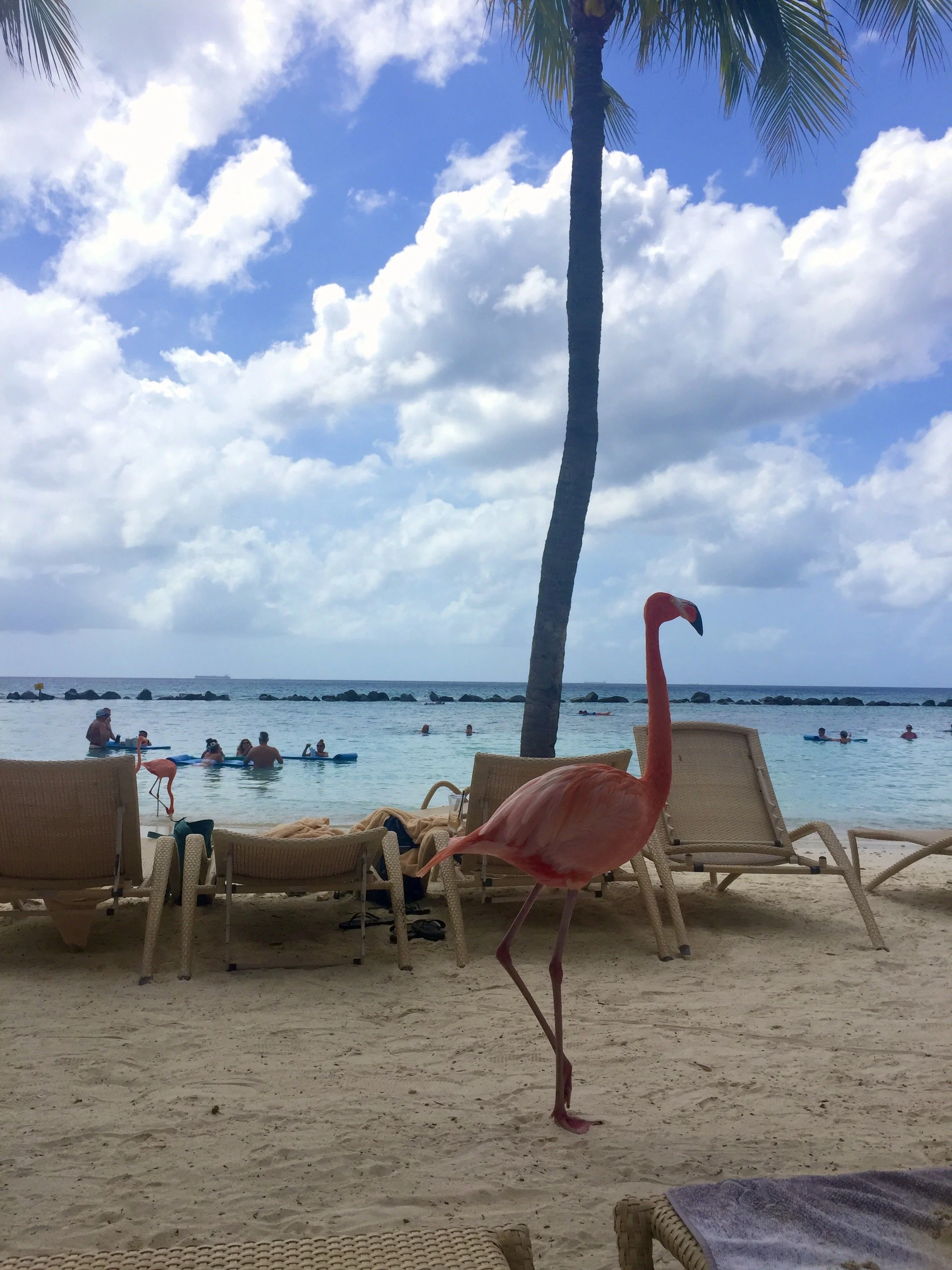 Beach scene with a pink flamingo lawn ornament in the foreground, lounge chairs, a palm tree, people swimming and relaxing in the water, a partly cloudy sky, and a distant ocean with a ship.