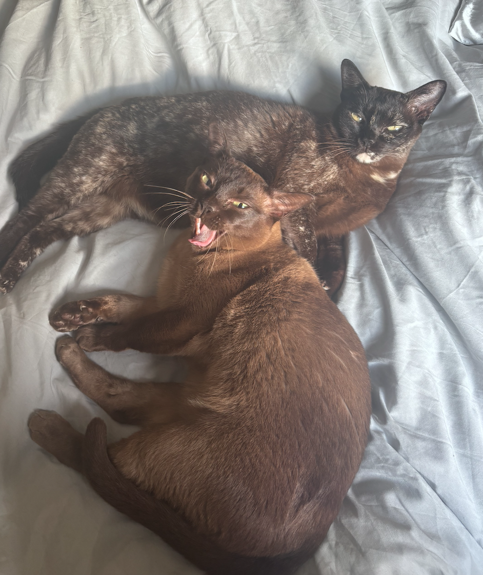 Screenshot 2026-04-14 at 14.17.54.png