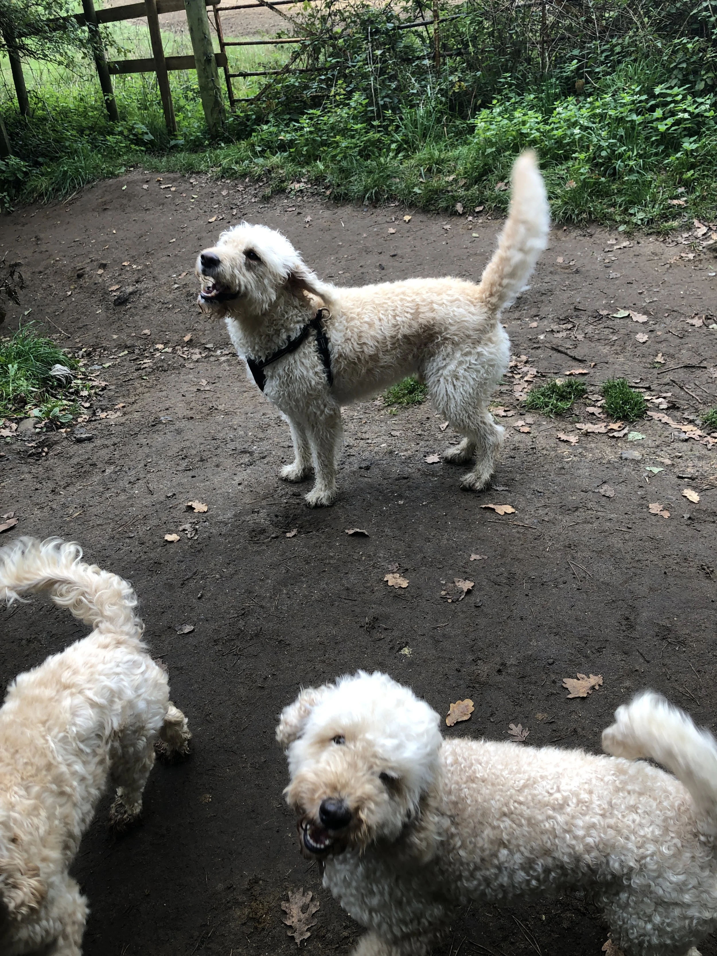 IMG_1663.JPG