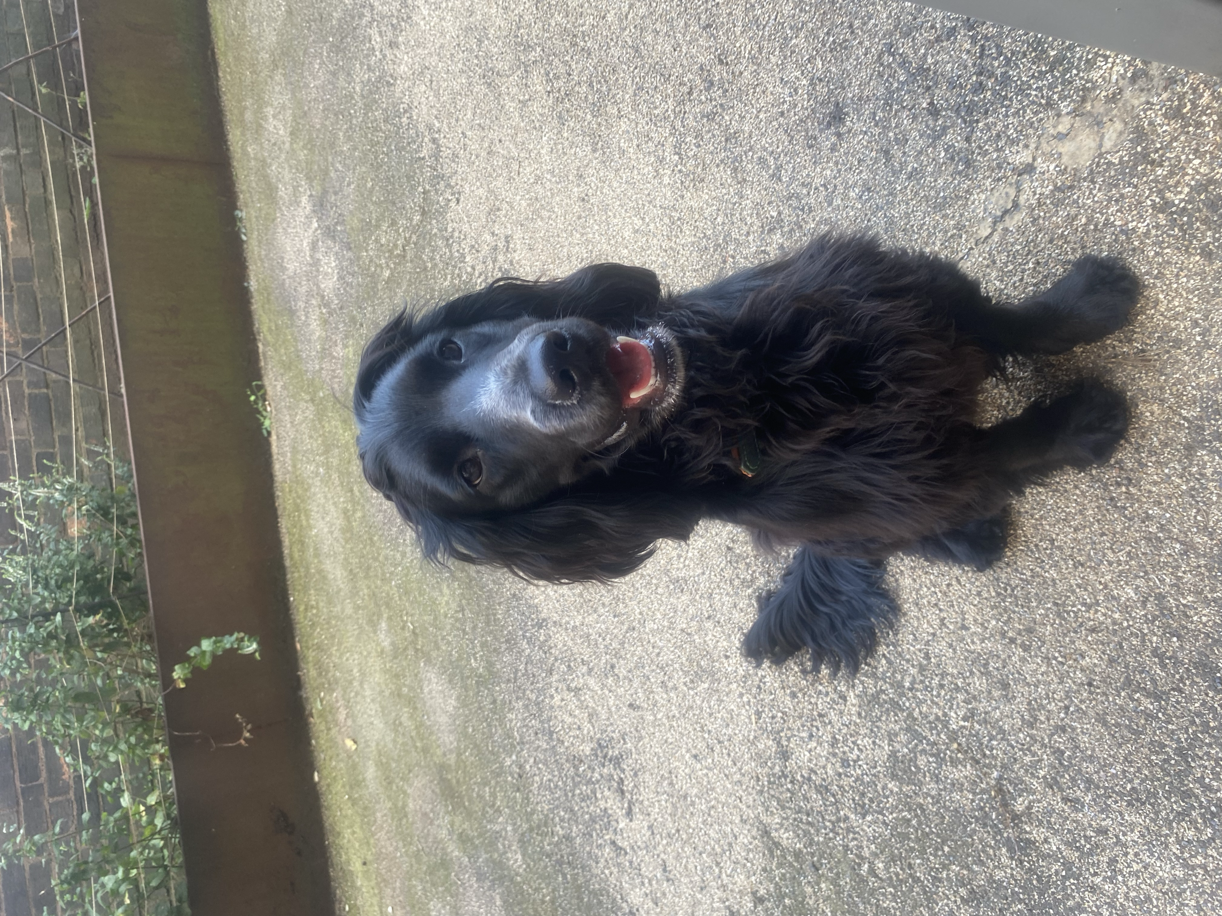 tempImageo8pqZG.png