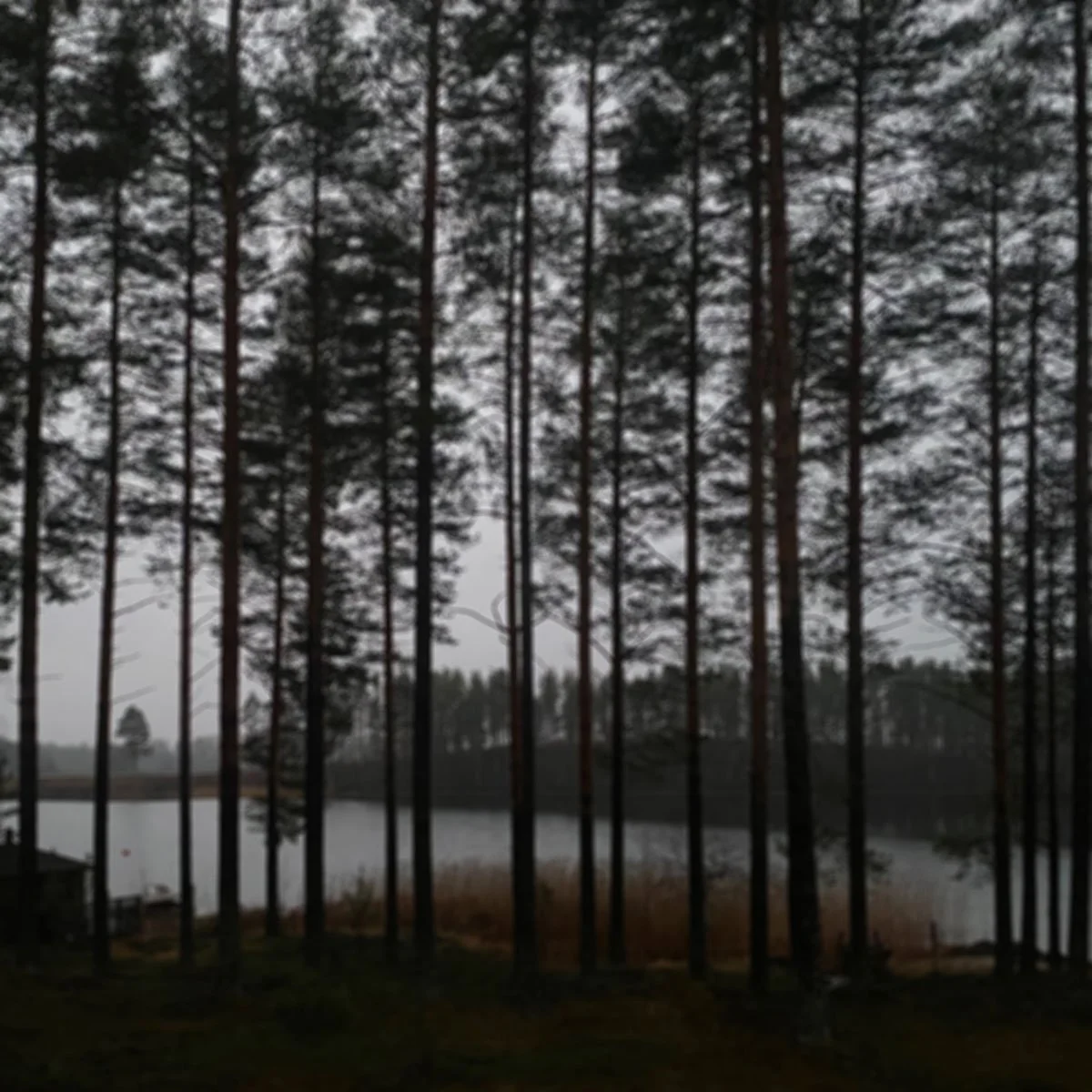 Metsä ja järvi pilvisenä päivänä, matala näkymä puihin ja taustalla vesi