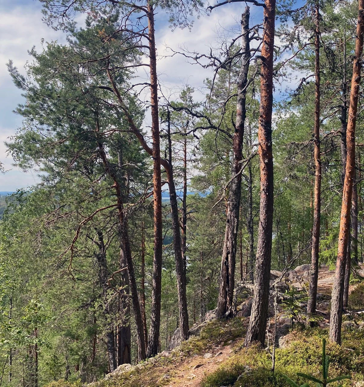 Sypressipuita metsässä, kallioinen polku ja taivas veteen näkyvissä kaukaa metsänlaita