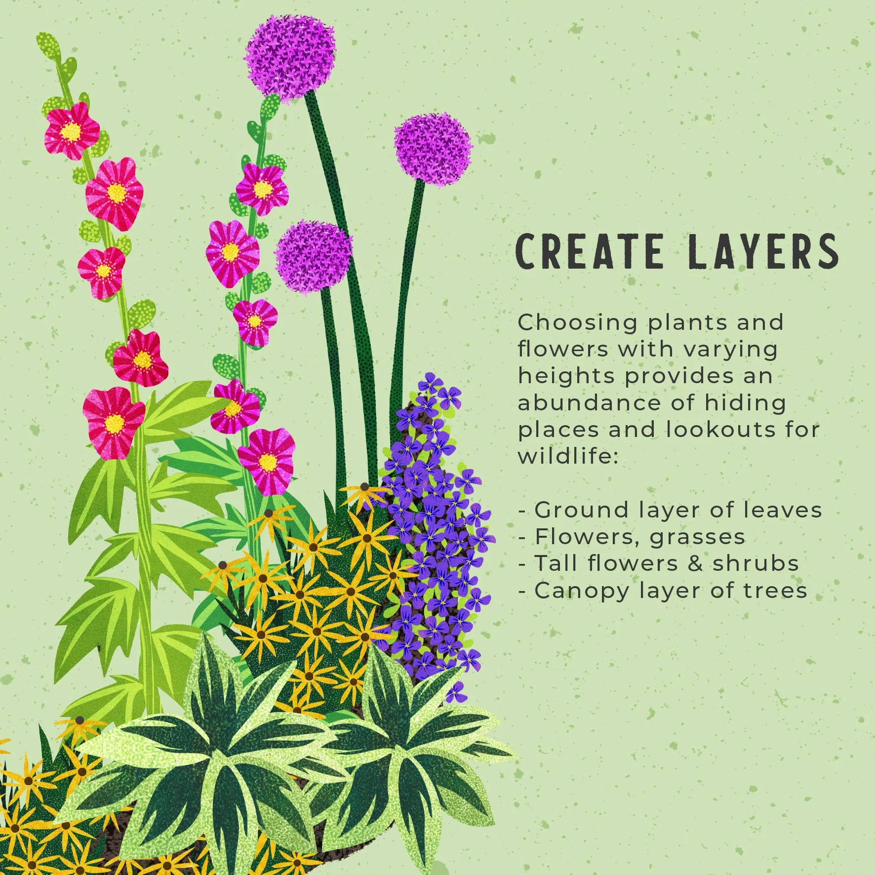 Rewilding-flower layers.jpg