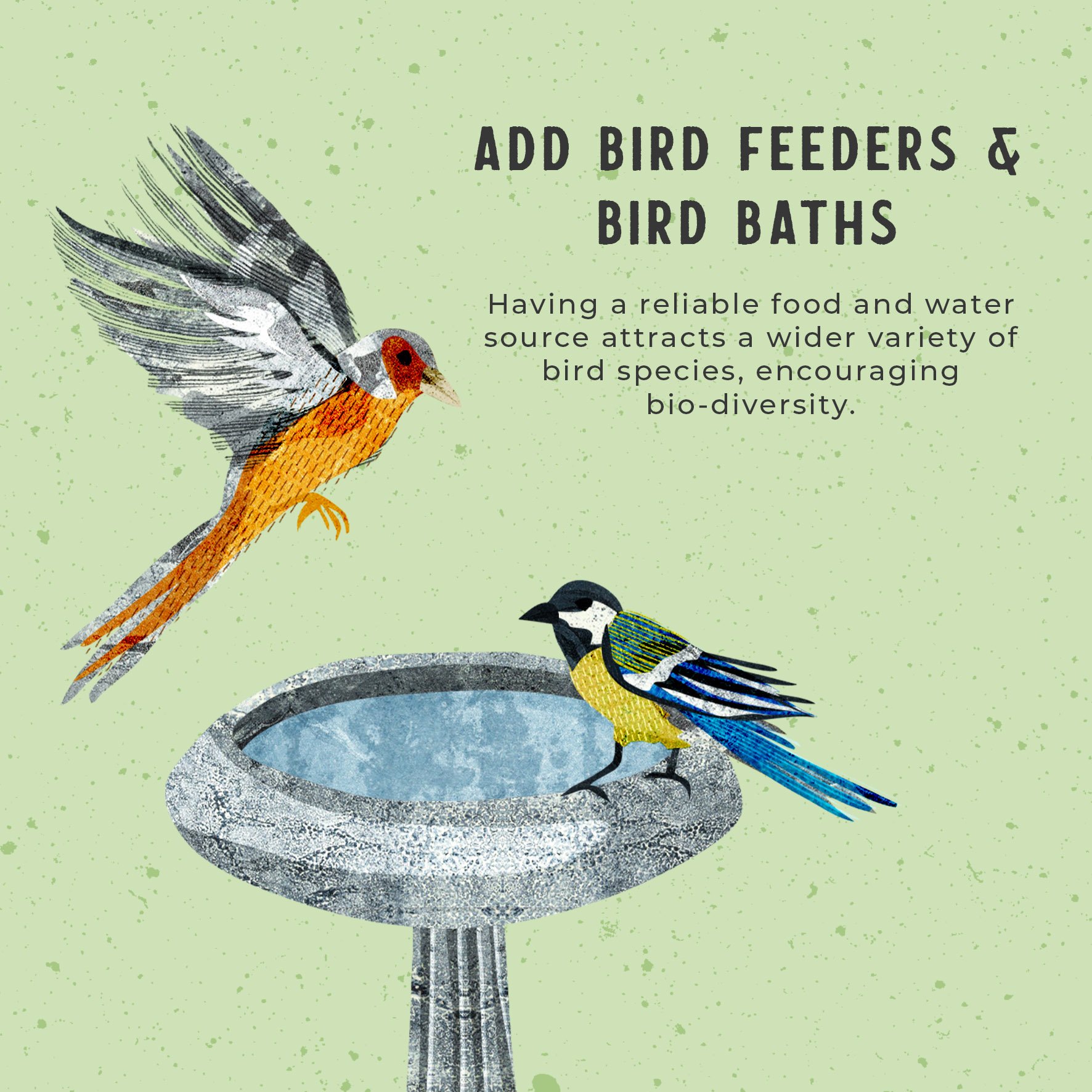 Rewilding-birds.jpg