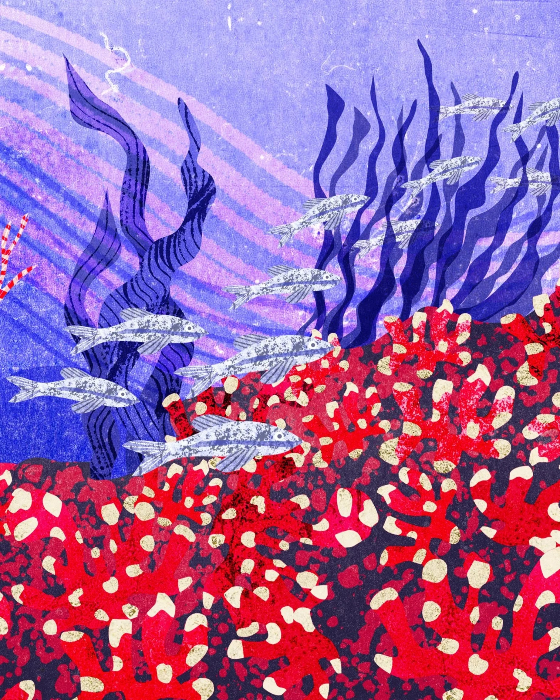Maerl Beds