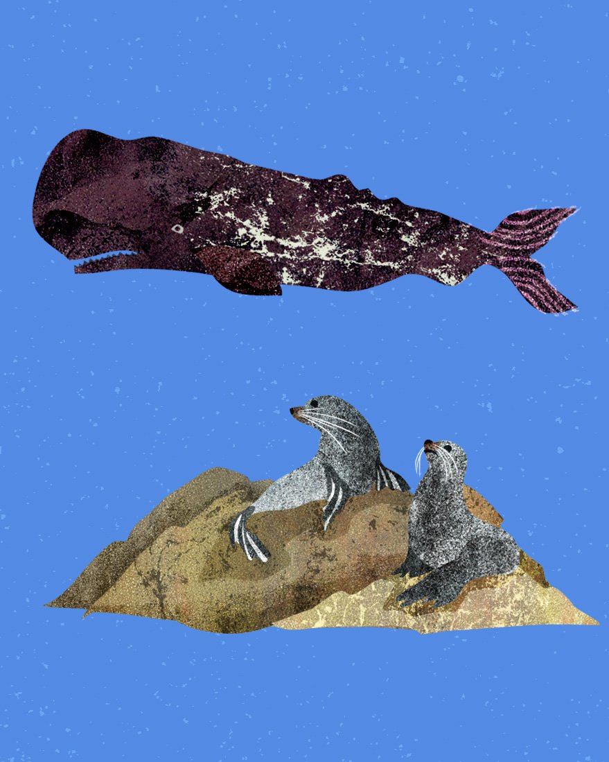 NewZeland-Crops-Seals.jpg