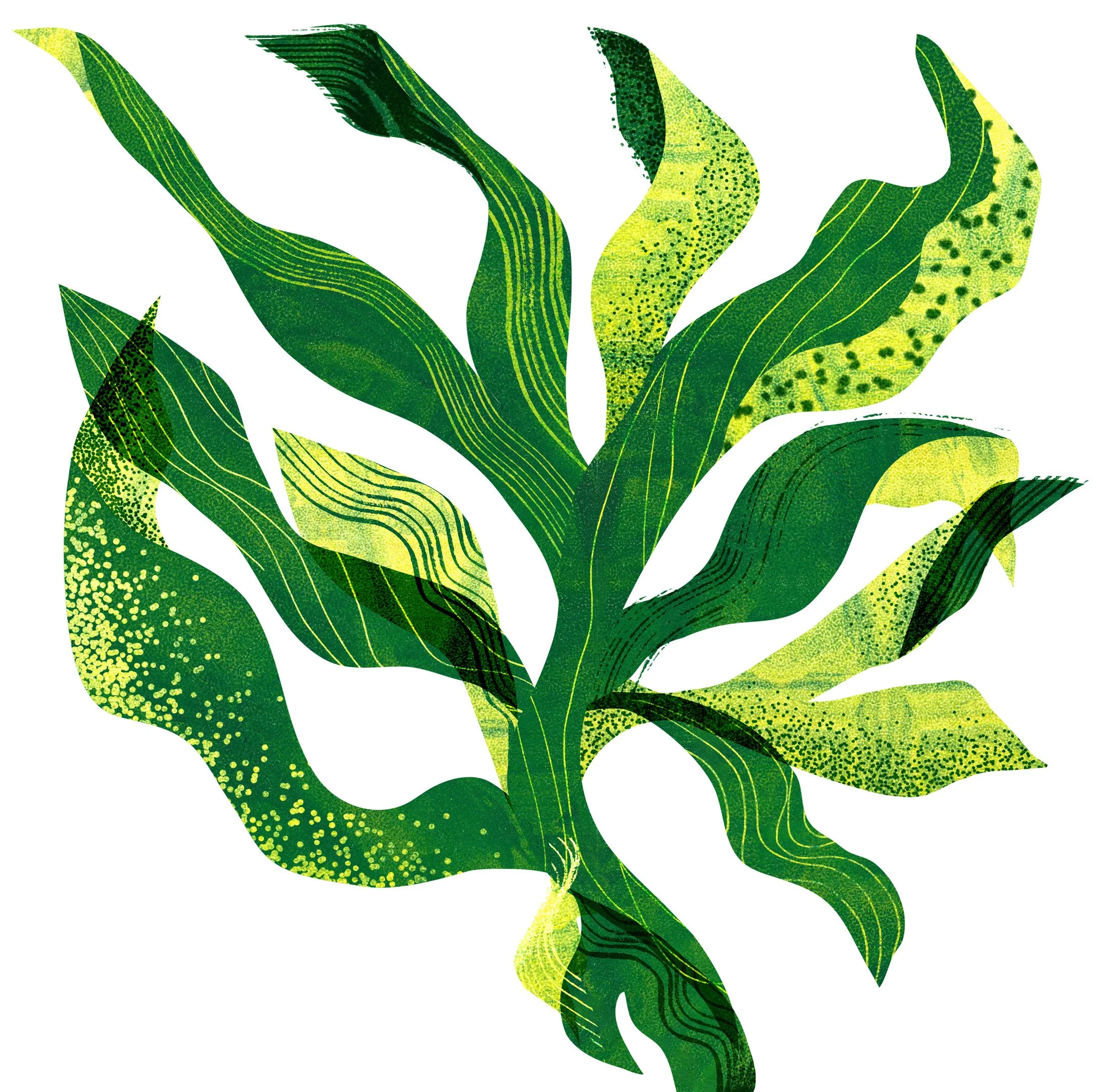 seaweed-green-2-web.jpg
