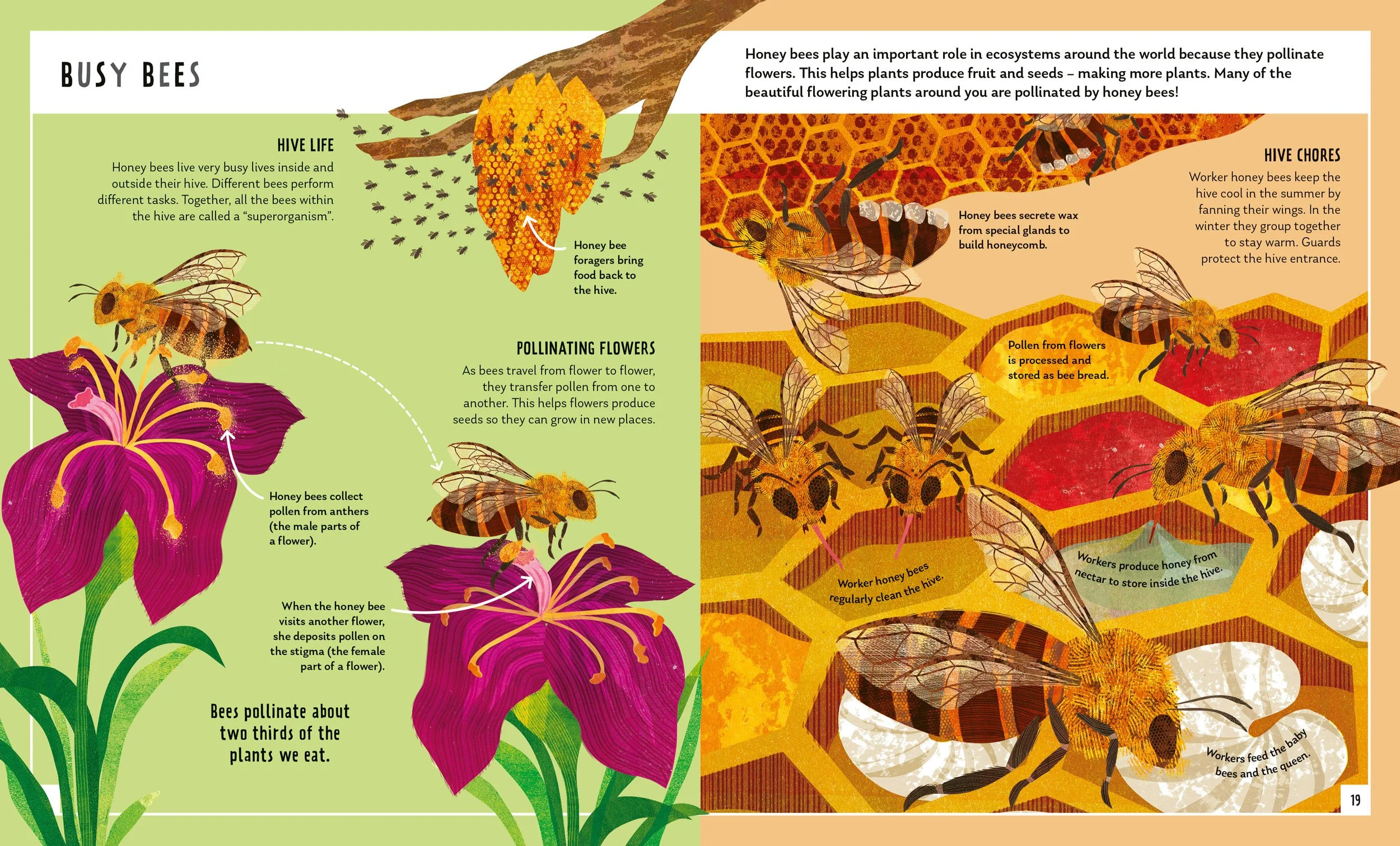 Honeybee-Book-Spread-3-Illustration-Astrid-Weguelin.jpg