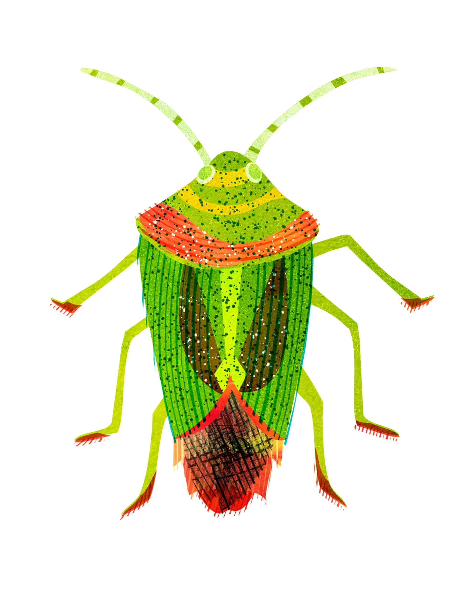 Insects-Illustration-Shieldbug-Astrid-Weguelin.jpg