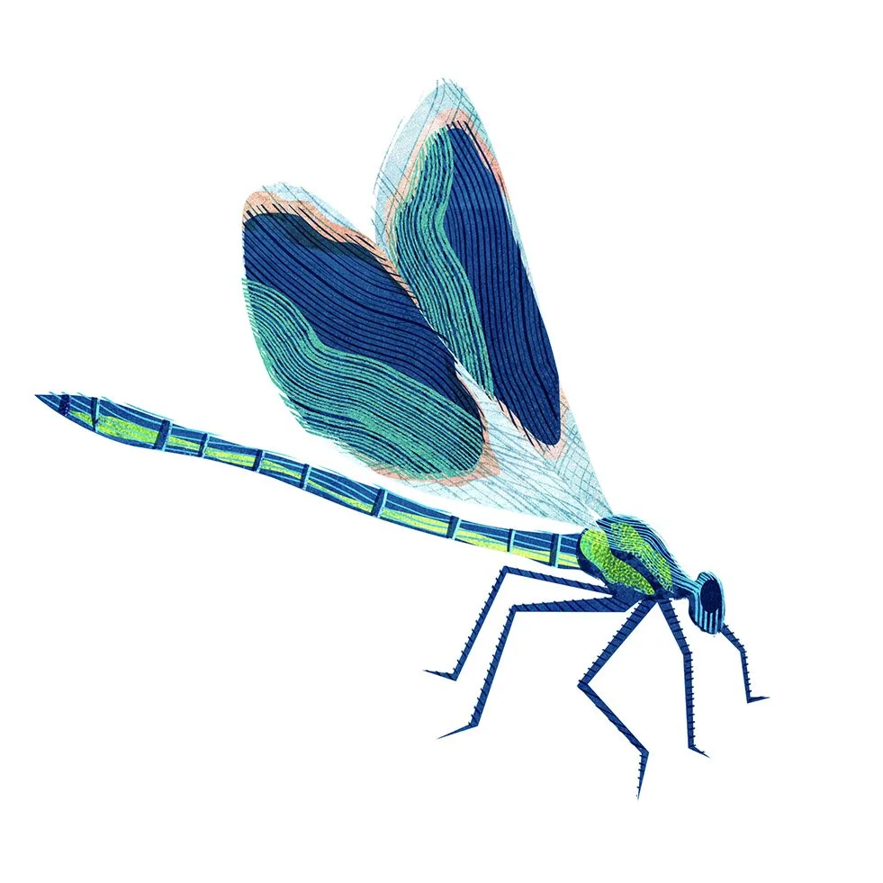 Insects-Illustration-Dragonfly-Astrid-Weguelin.jpg
