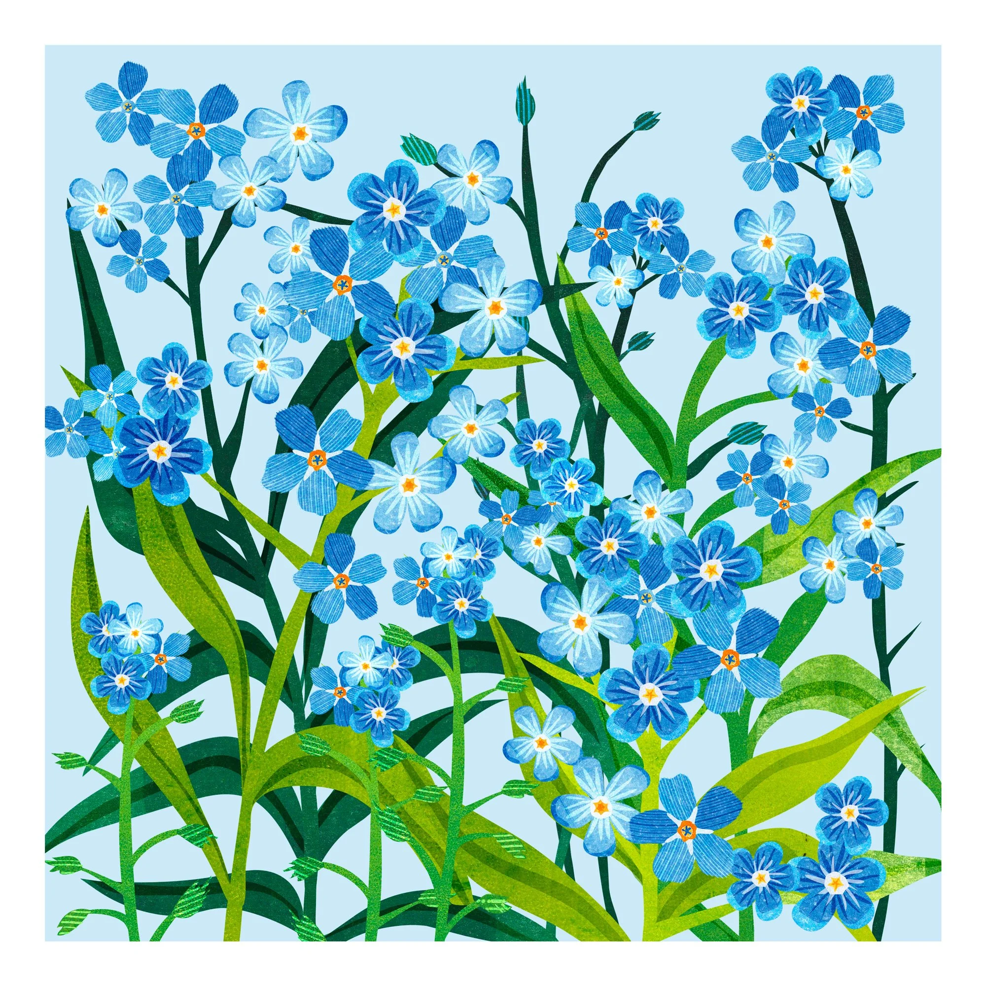 Flower-Illustration-Forget-Me-Not-Astrid-Weguelin.jpg
