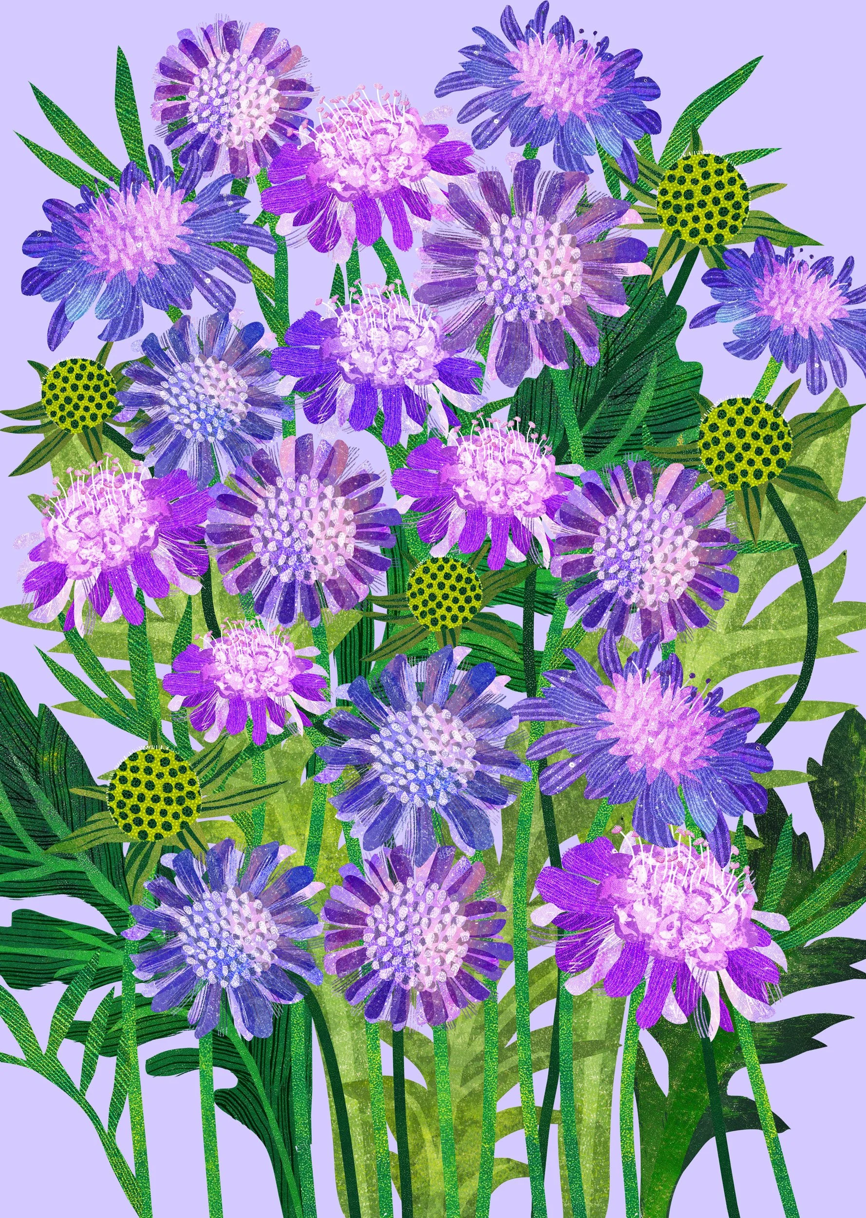 Flower-Illustration-Scabious-Astrid-Weguelin.jpg