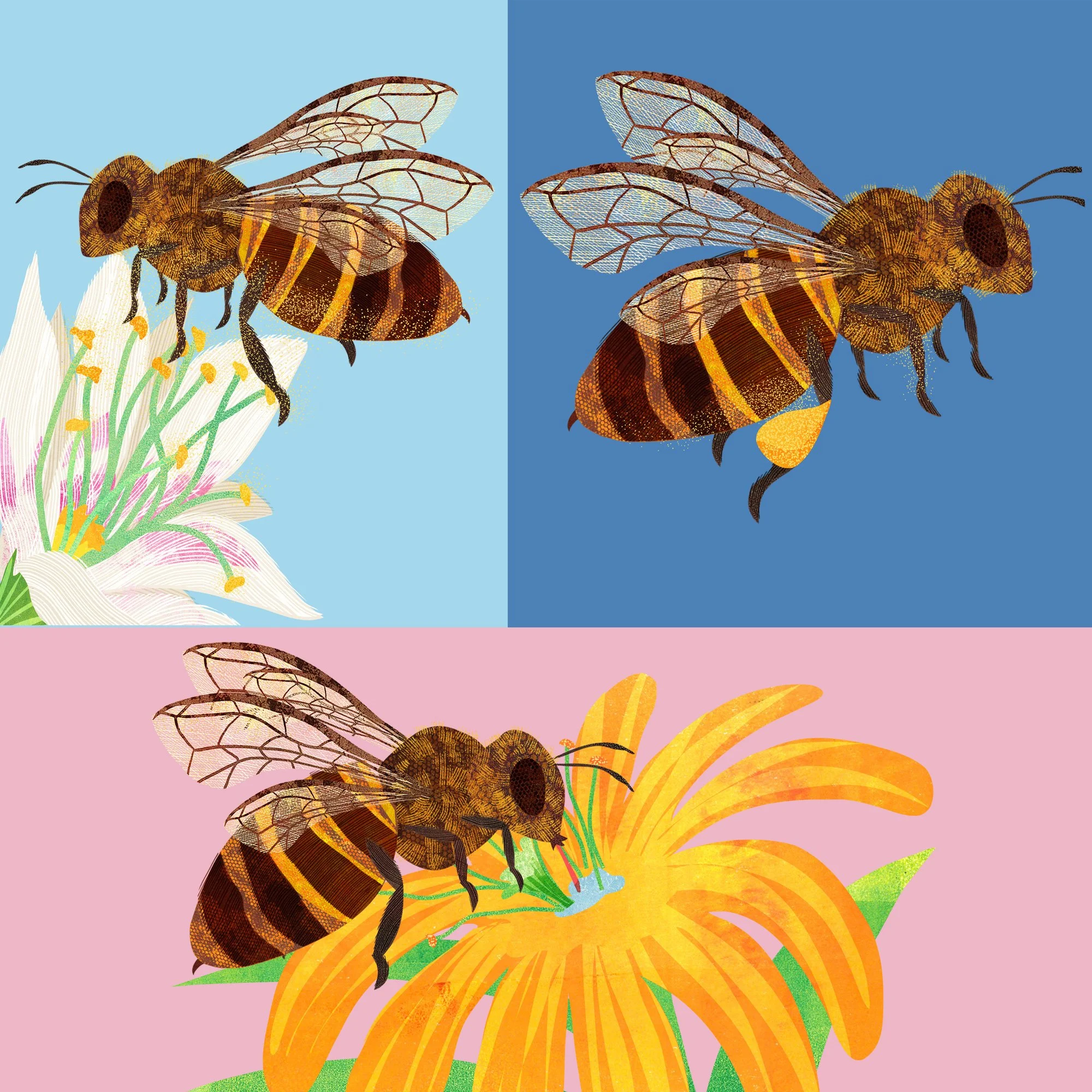 Honeybee-Book-Illustration-5-Astrid-Weguelin.jpg