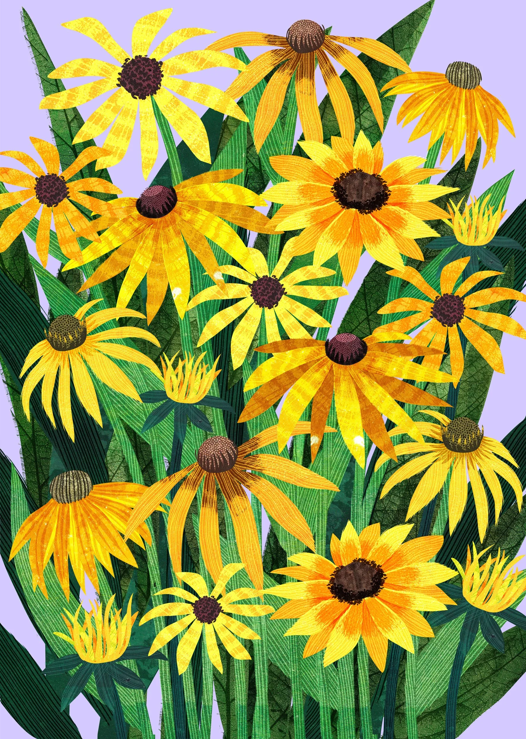 Flower-Illustration-Rudbeckia-Astrid-Weguelin.jpg