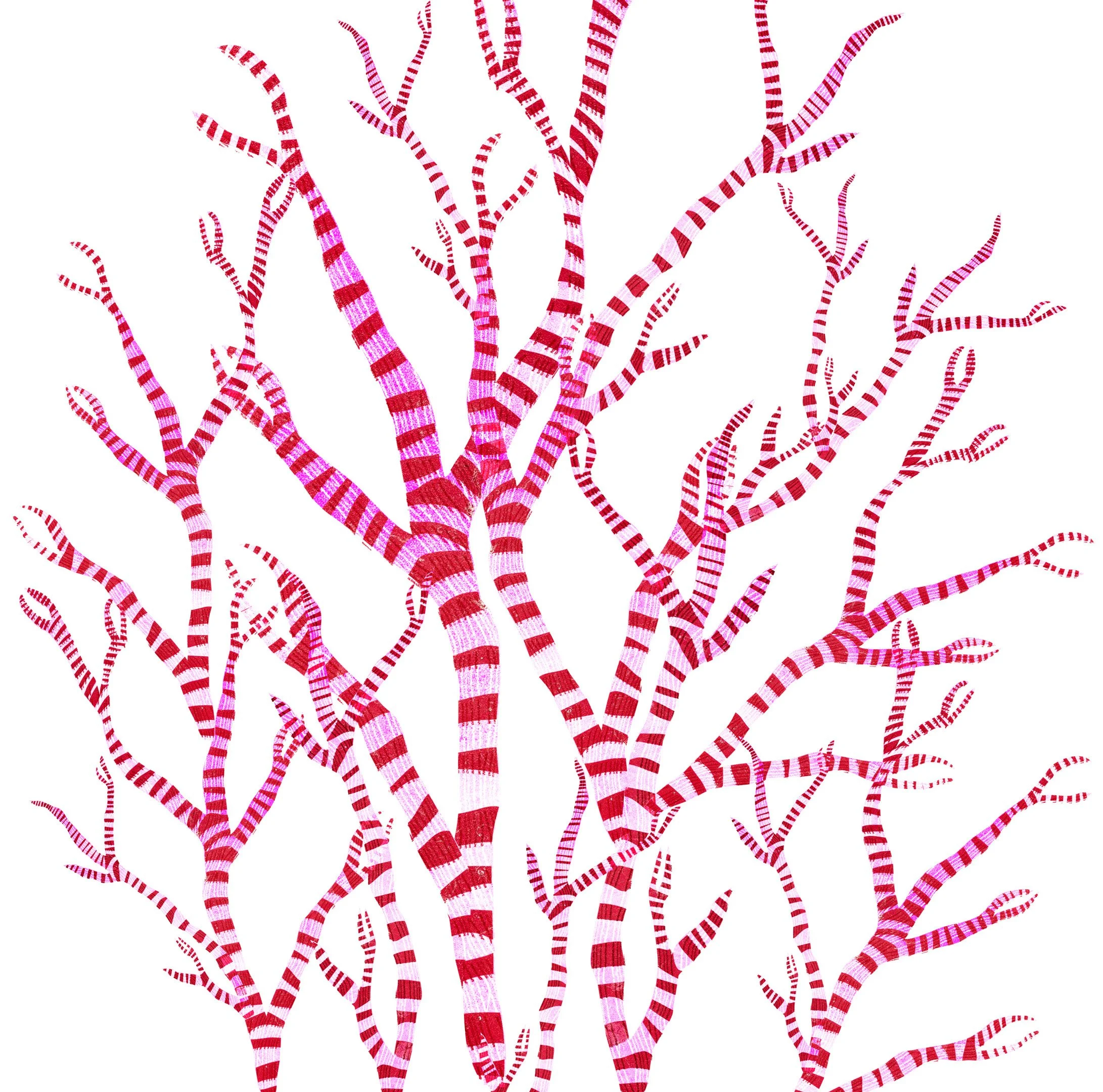 seaweed-zebra-web.jpg