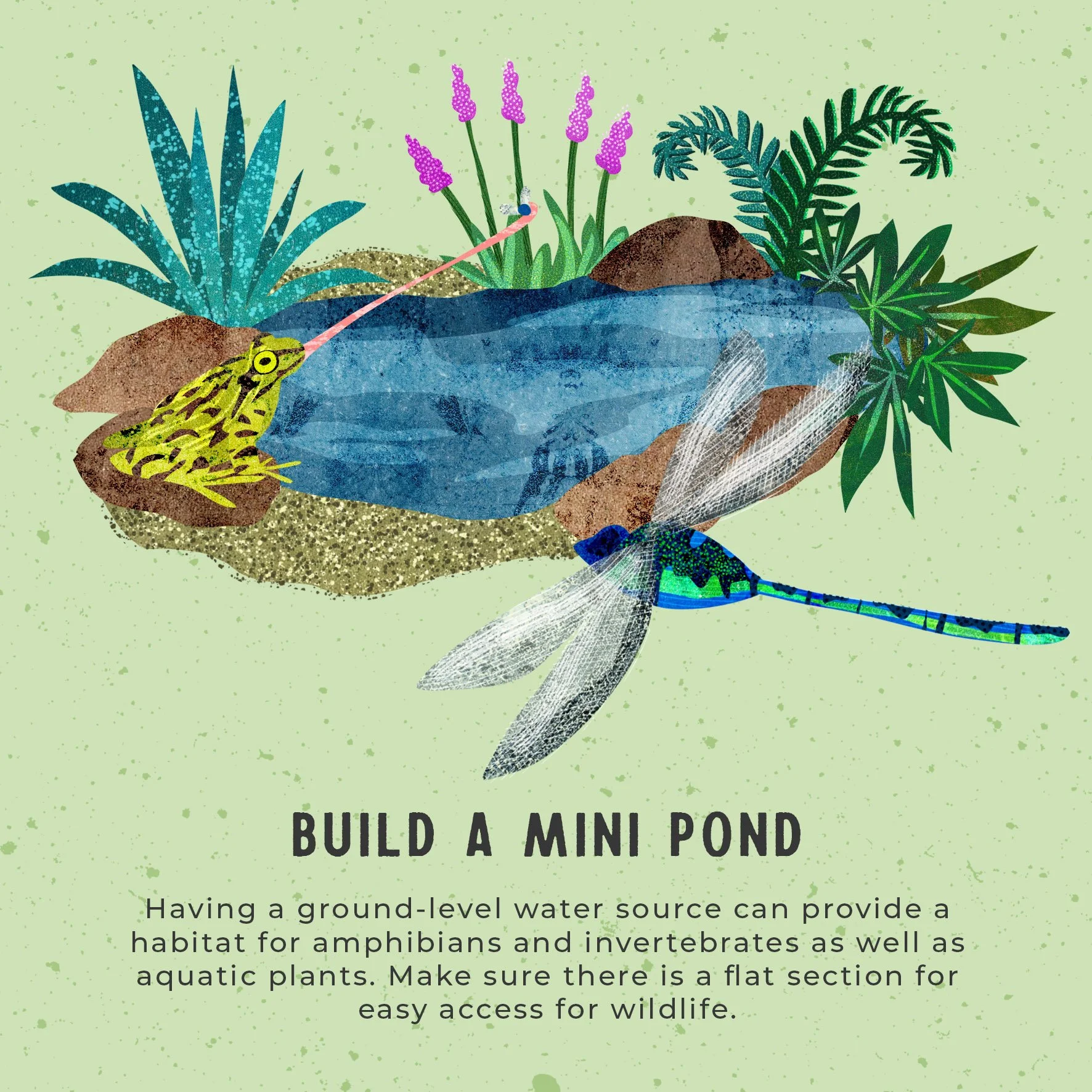 Rewilding-Pond.jpg