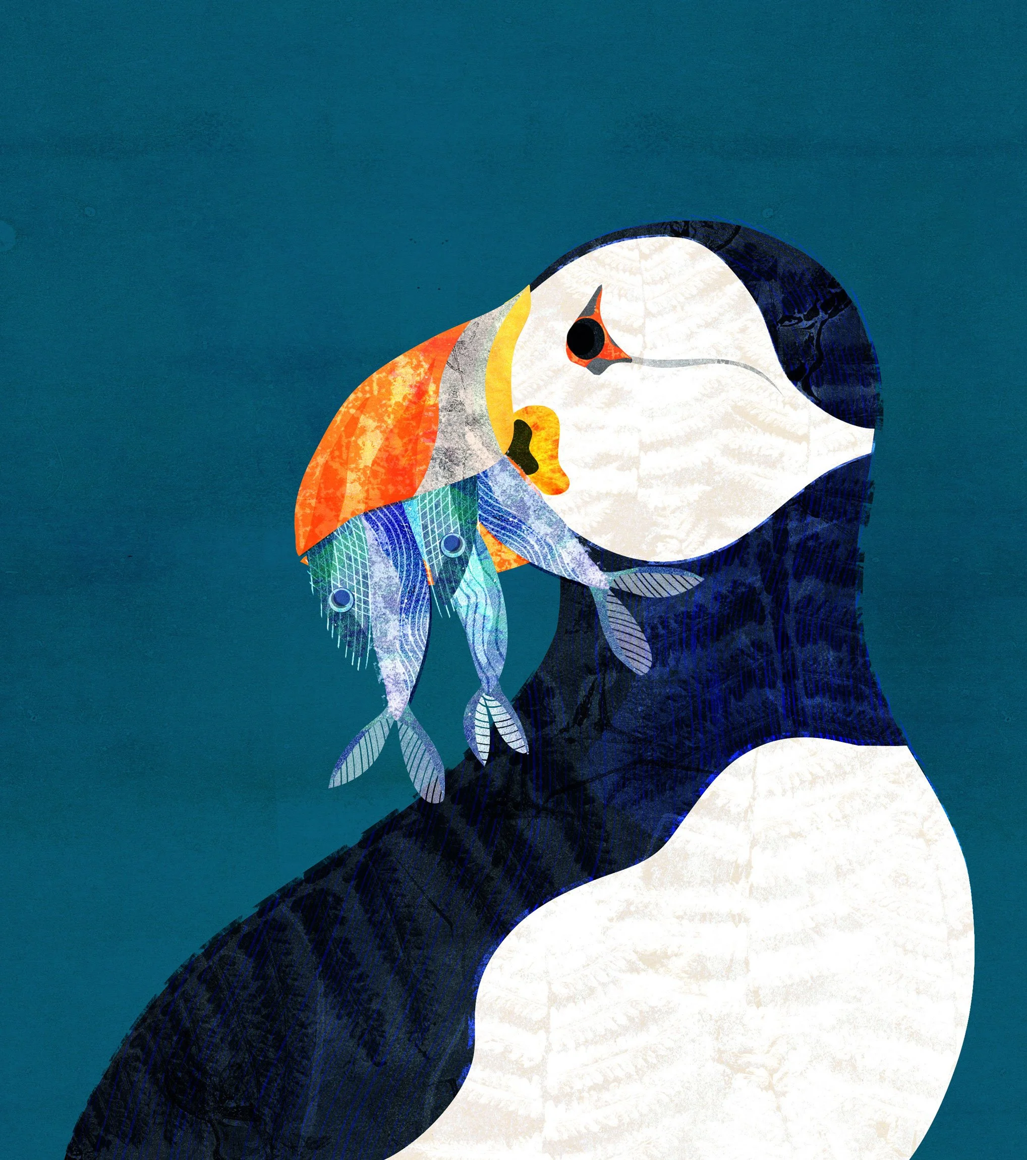 A puffin hunting for fish on the Farne Islands