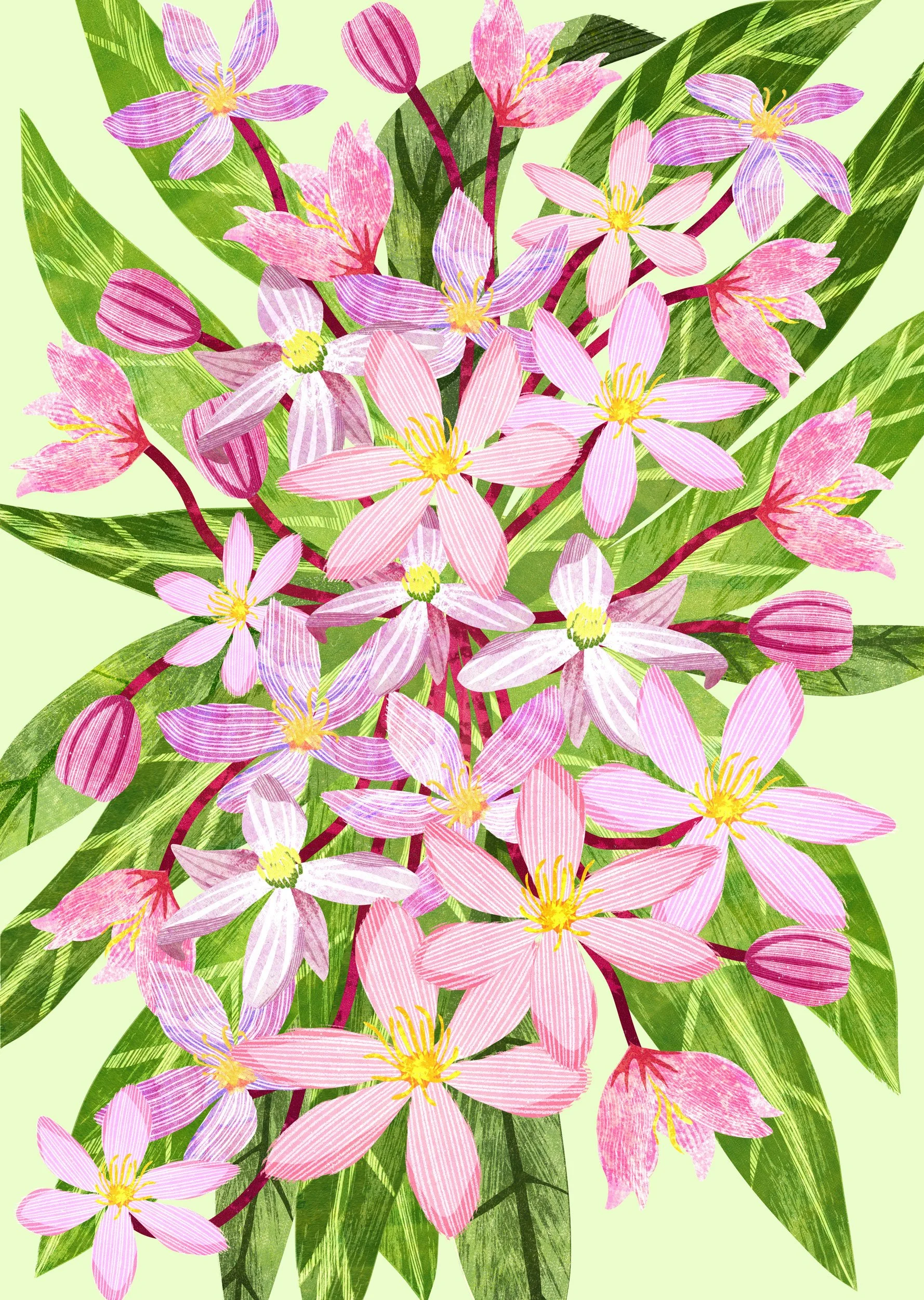 Flower-Illustration-Clematis-Astrid-Weguelin.jpg