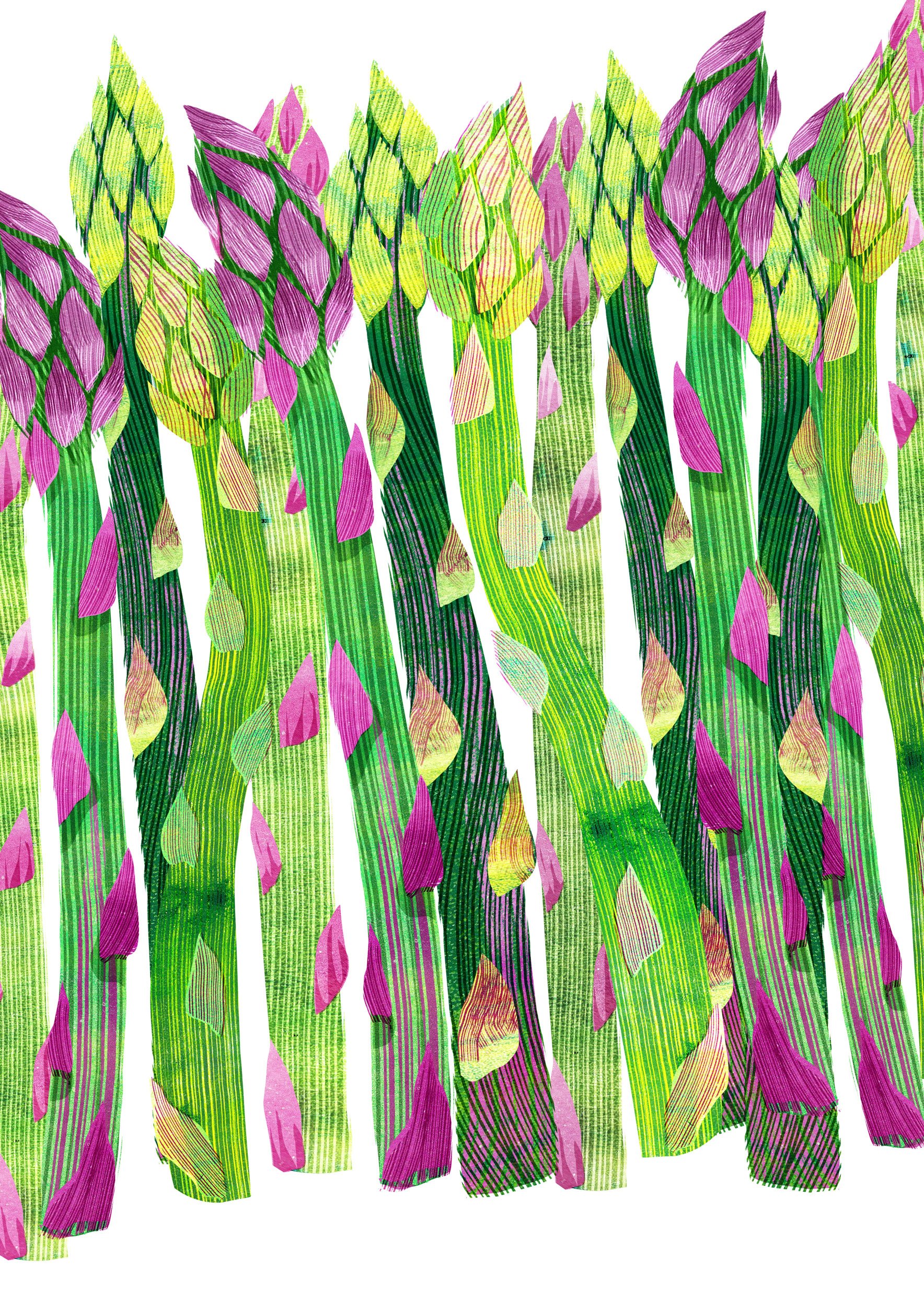 Vegetable-Illustration-Asparagus-Astrid-Weguelin.jpg