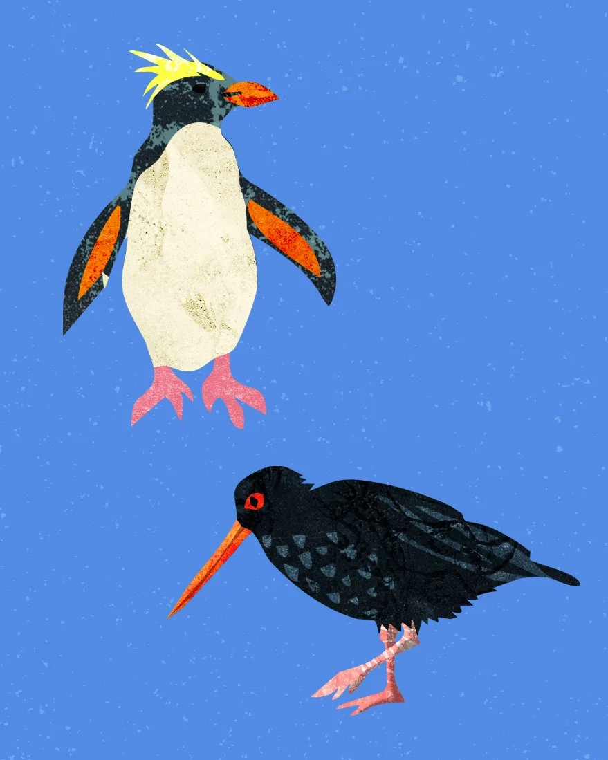 NewZeland-Crops-Penguin.jpg