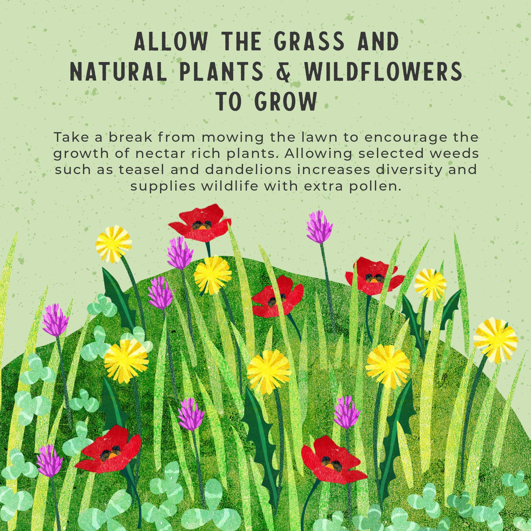 Rewilding-Lawn.jpg