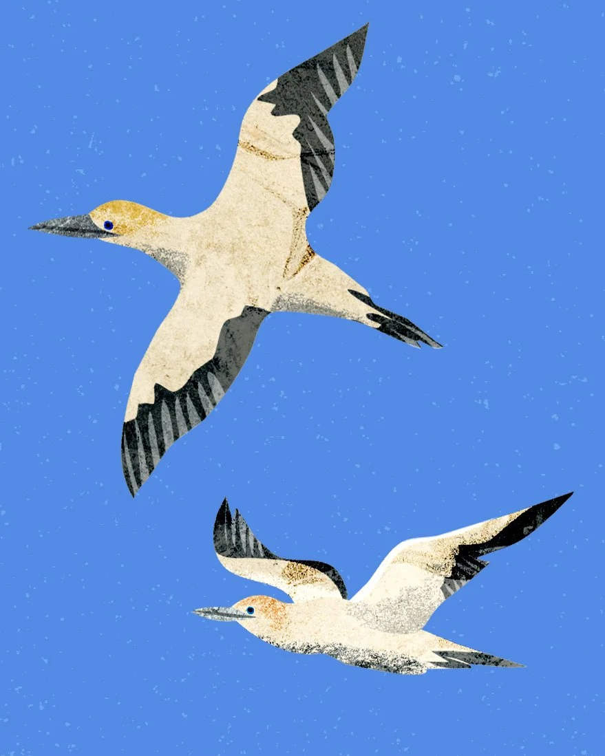 NewZeland-Crops-Gulls.jpg