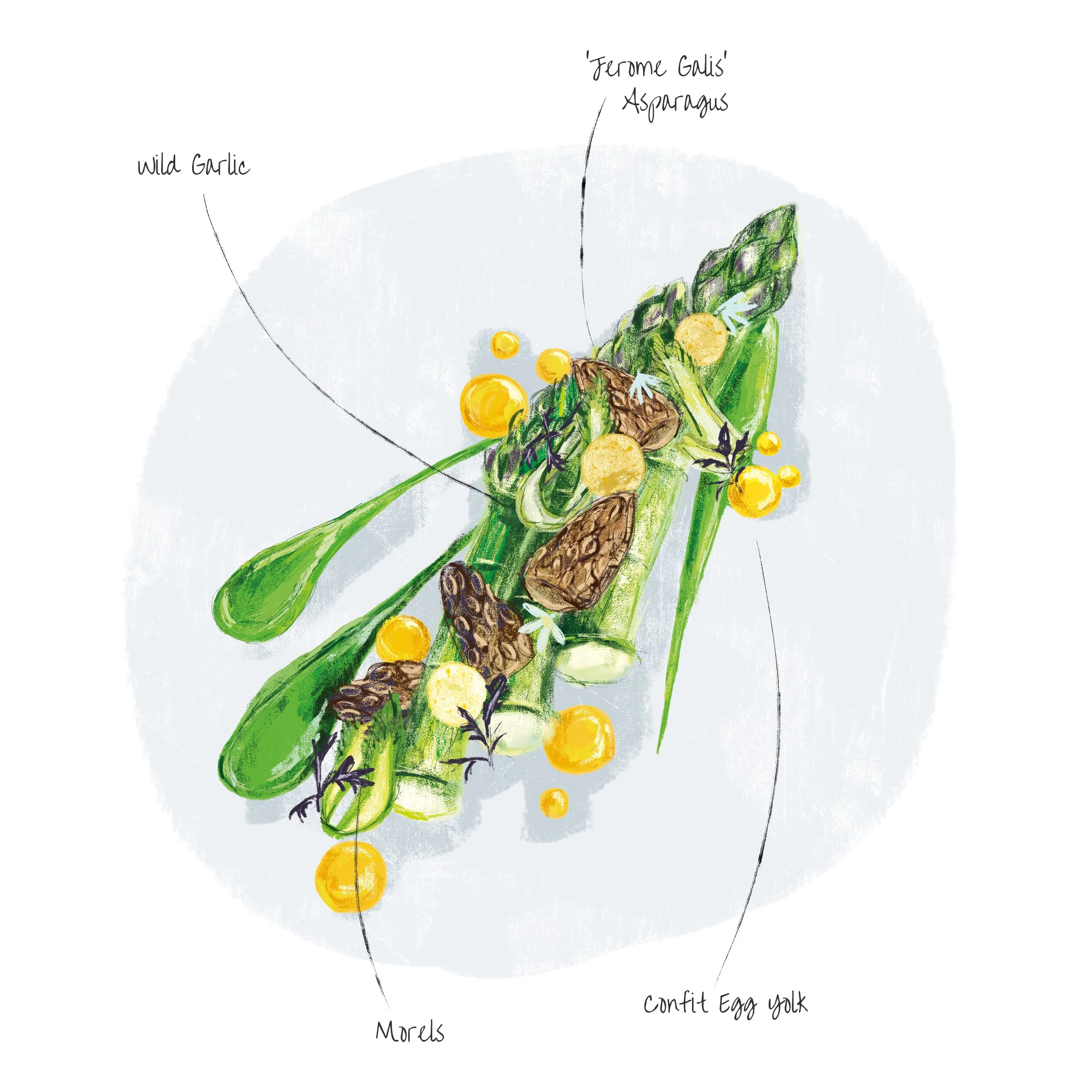 asparagus rgb.jpg