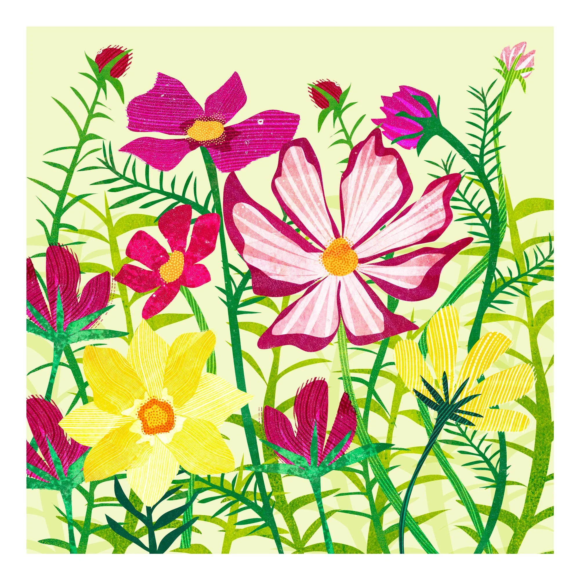 Flower-Illustration-Cosmos-Astrid-Weguelin.jpg