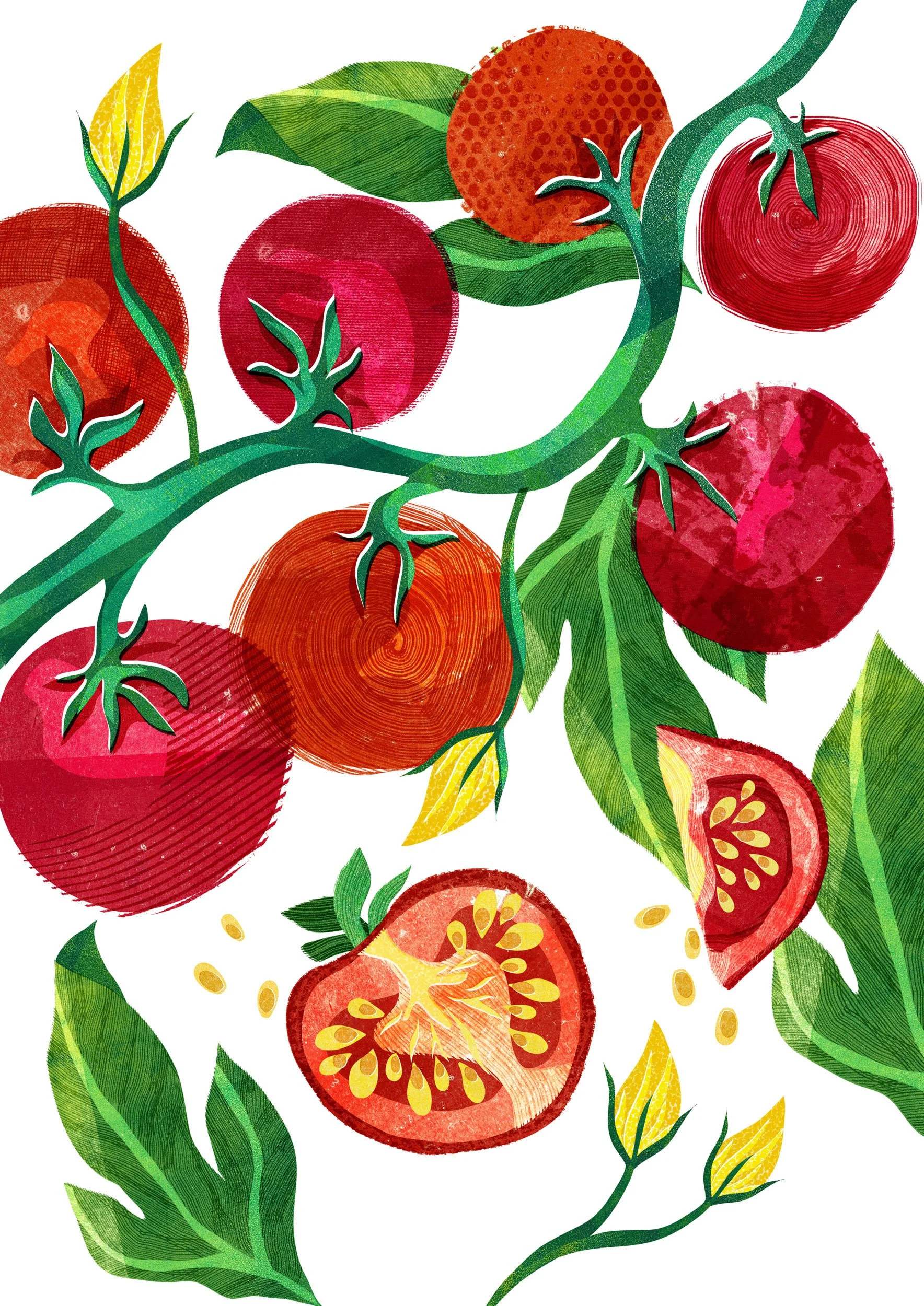 Vegetable-Illustration-Tomatoes-Astrid-Weguelin.jpg