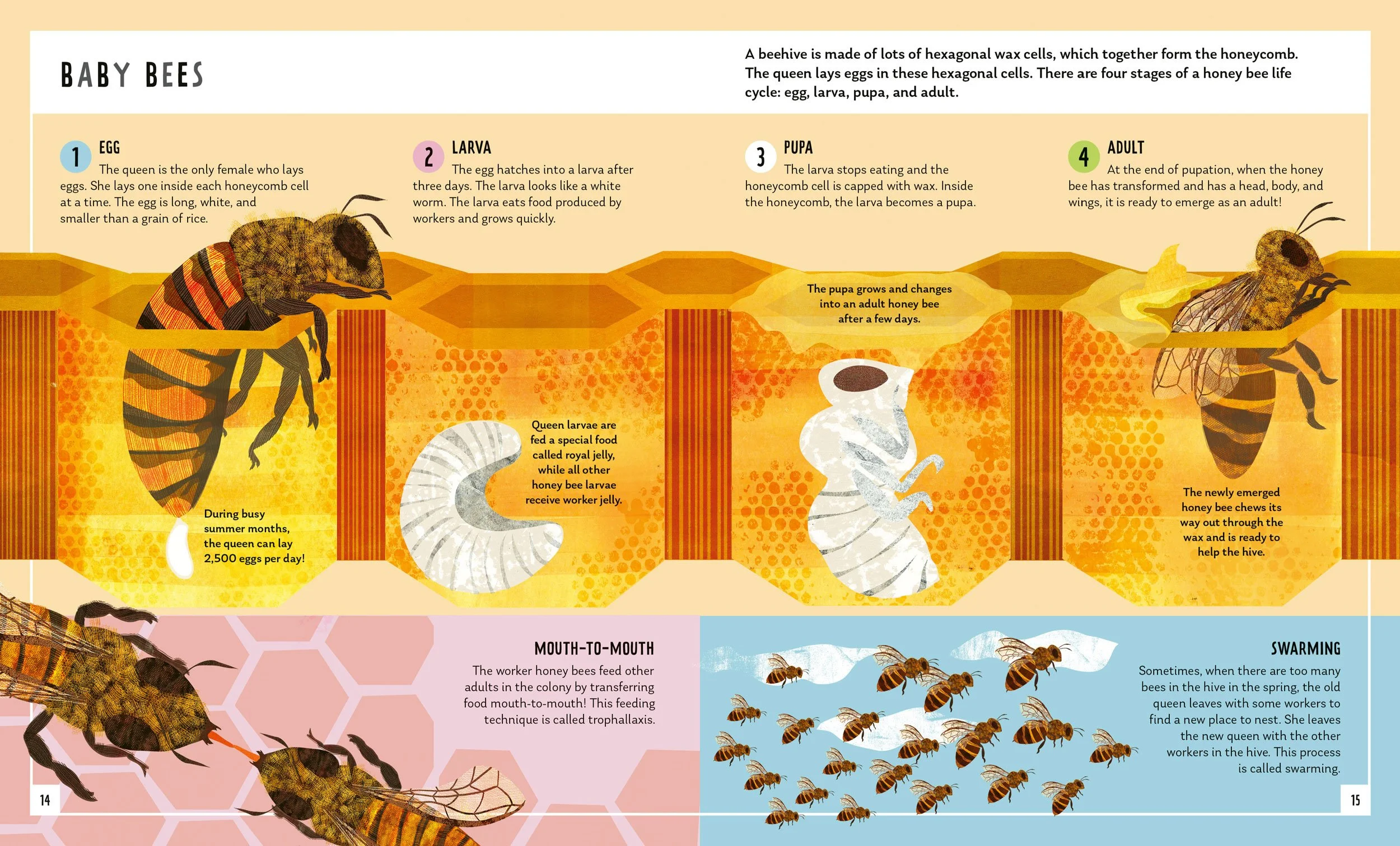 Honeybee-Book-Spread-2-Illustration-Astrid-Weguelin.jpg
