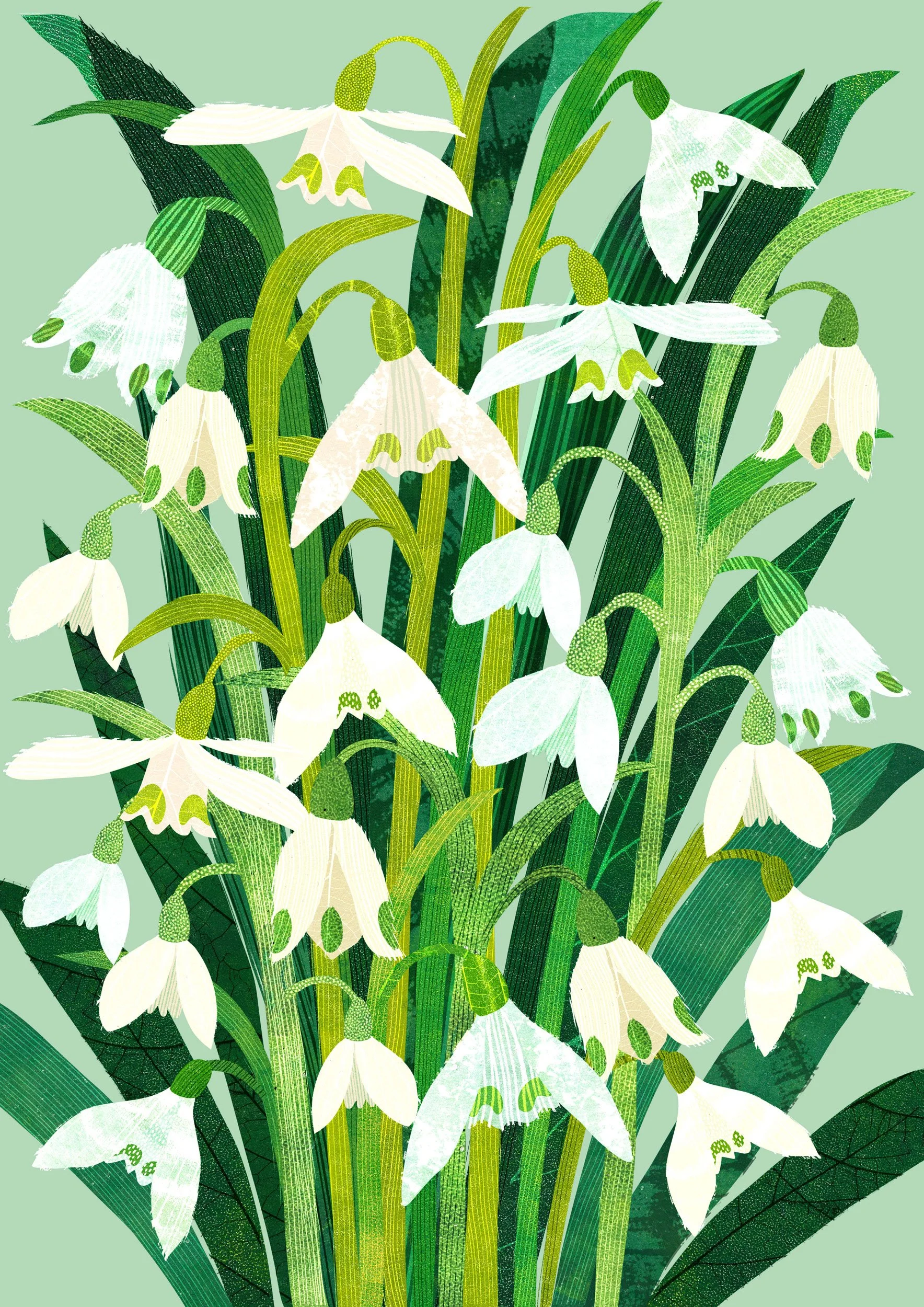 Flower-Illustration-Snowdrops-Astrid-Weguelin.jpg