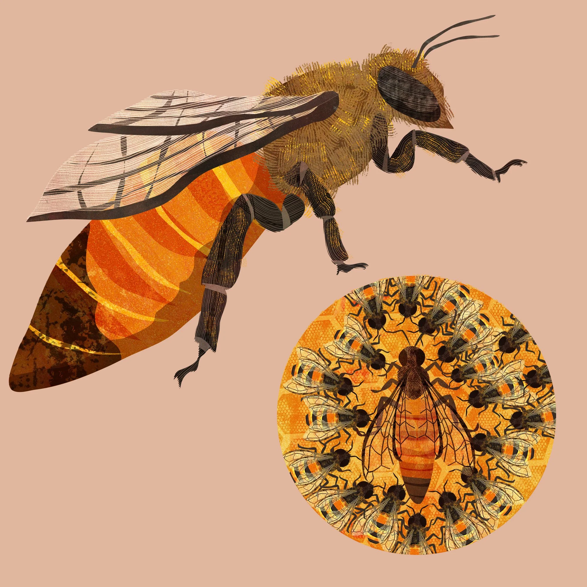 Honeybee-Book-Illustration-9-Astrid-Weguelin.jpg