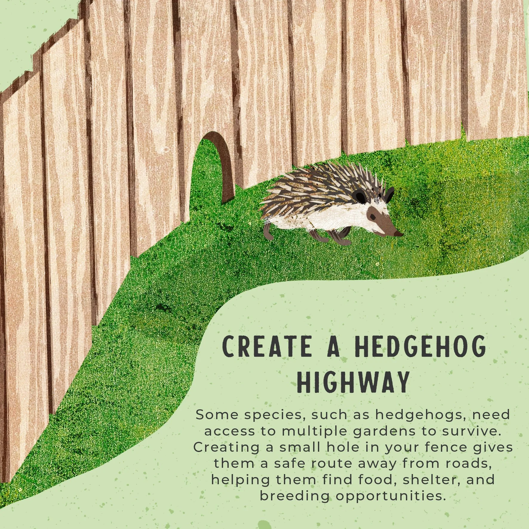 Rewilding-hedgehog.jpg