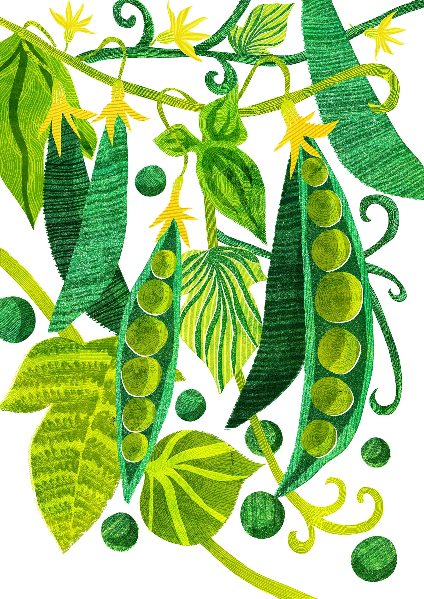 Vegetable-Illustration-Peas-Astrid-Weguelin.jpg