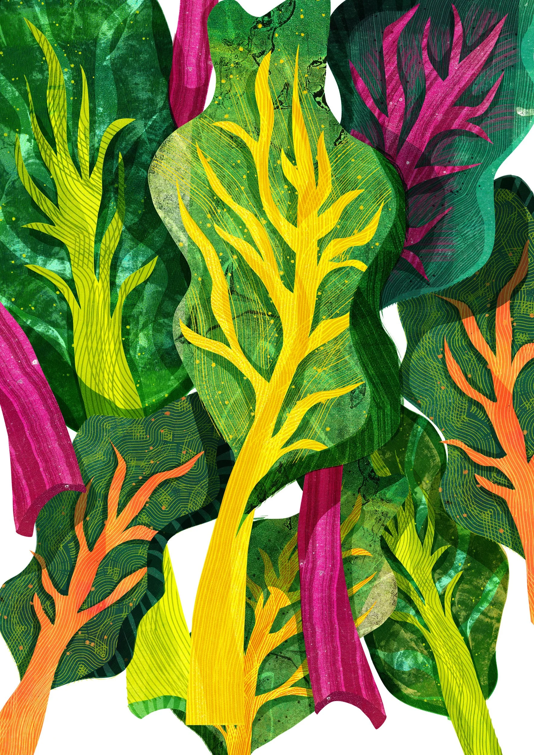 Vegetable-Illustration-Chard-Astrid-Weguelin.jpg