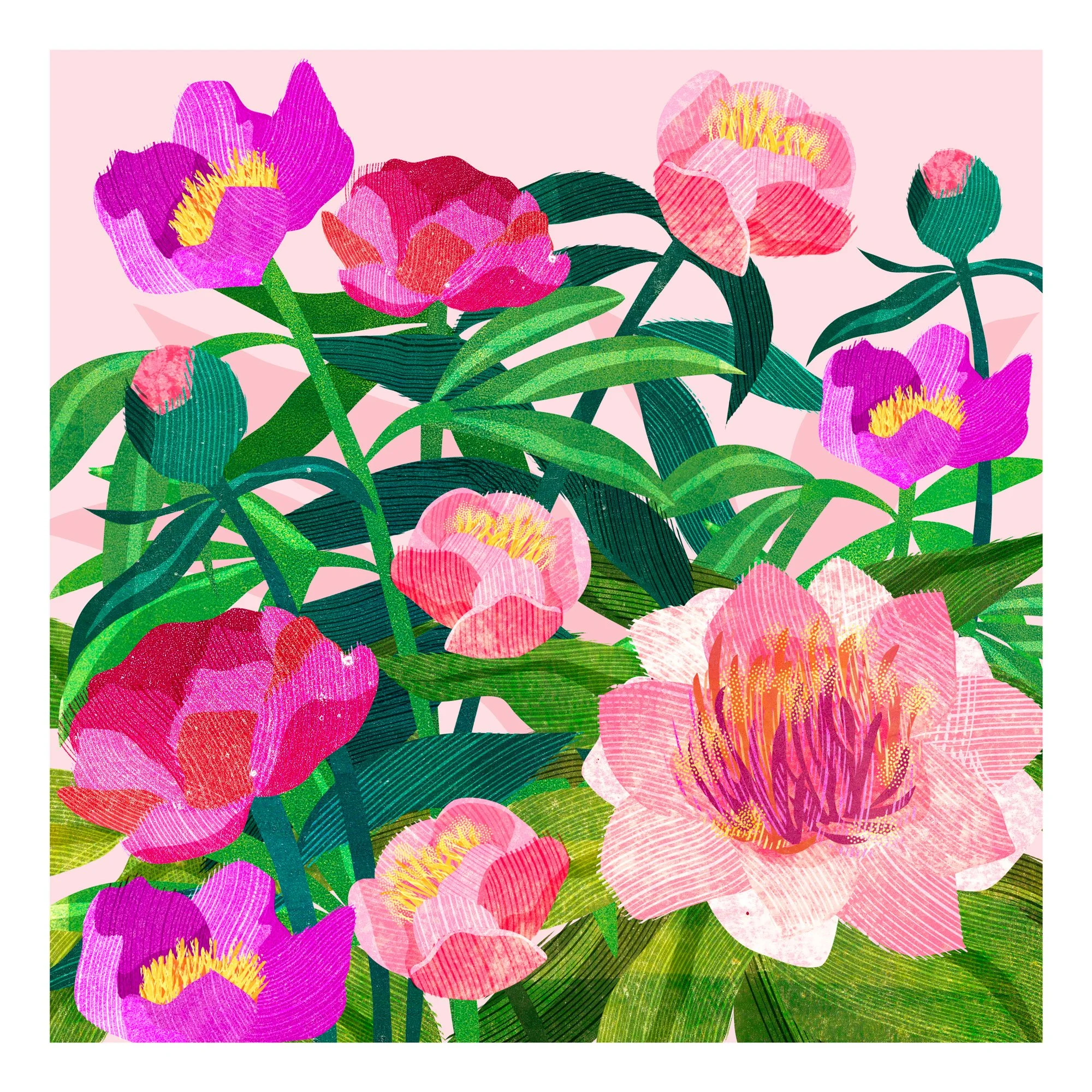 Flower-Illustration-Peonies-Astrid-Weguelin.jpg