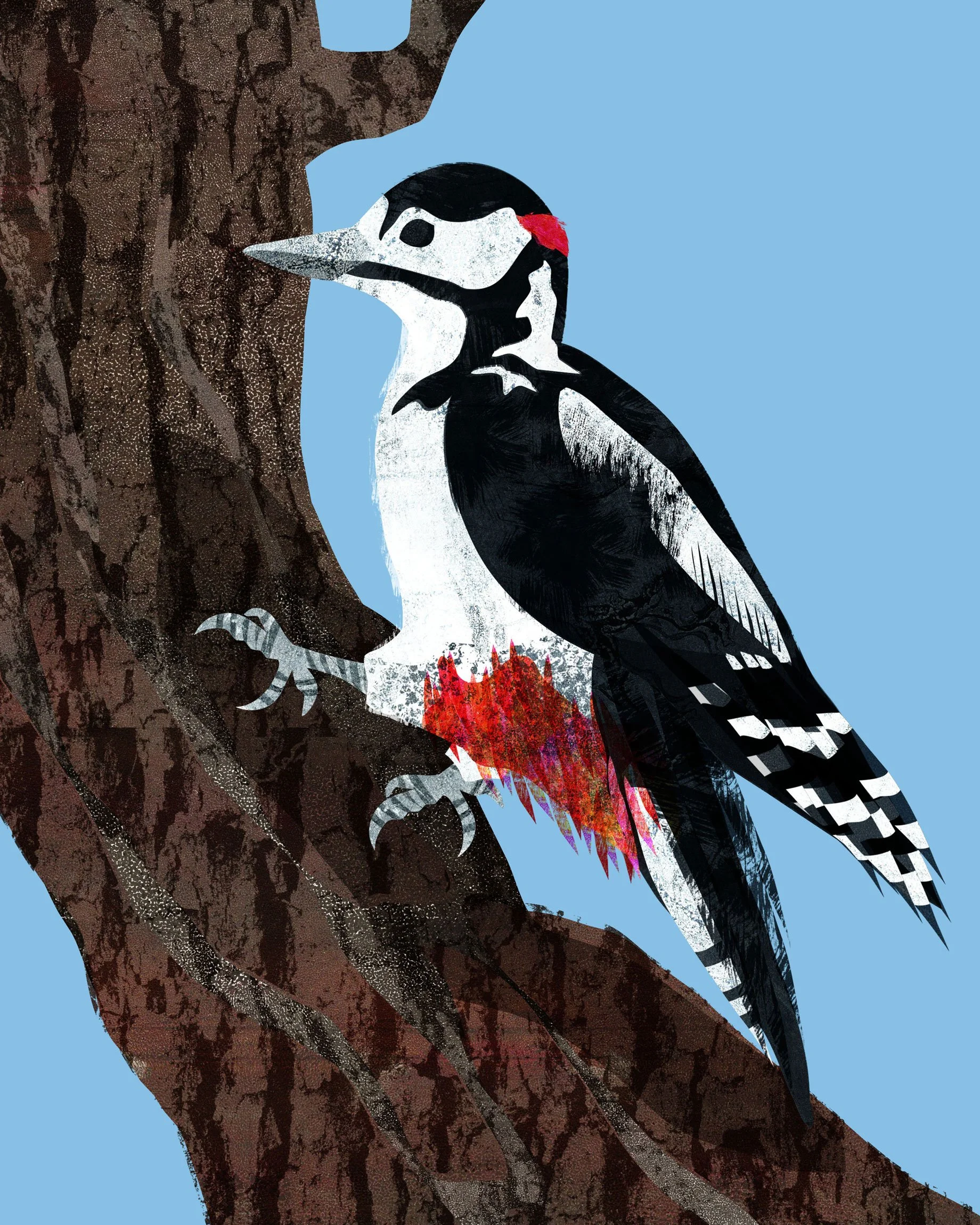 A woodpecker in the woods near my home in Walthamstow