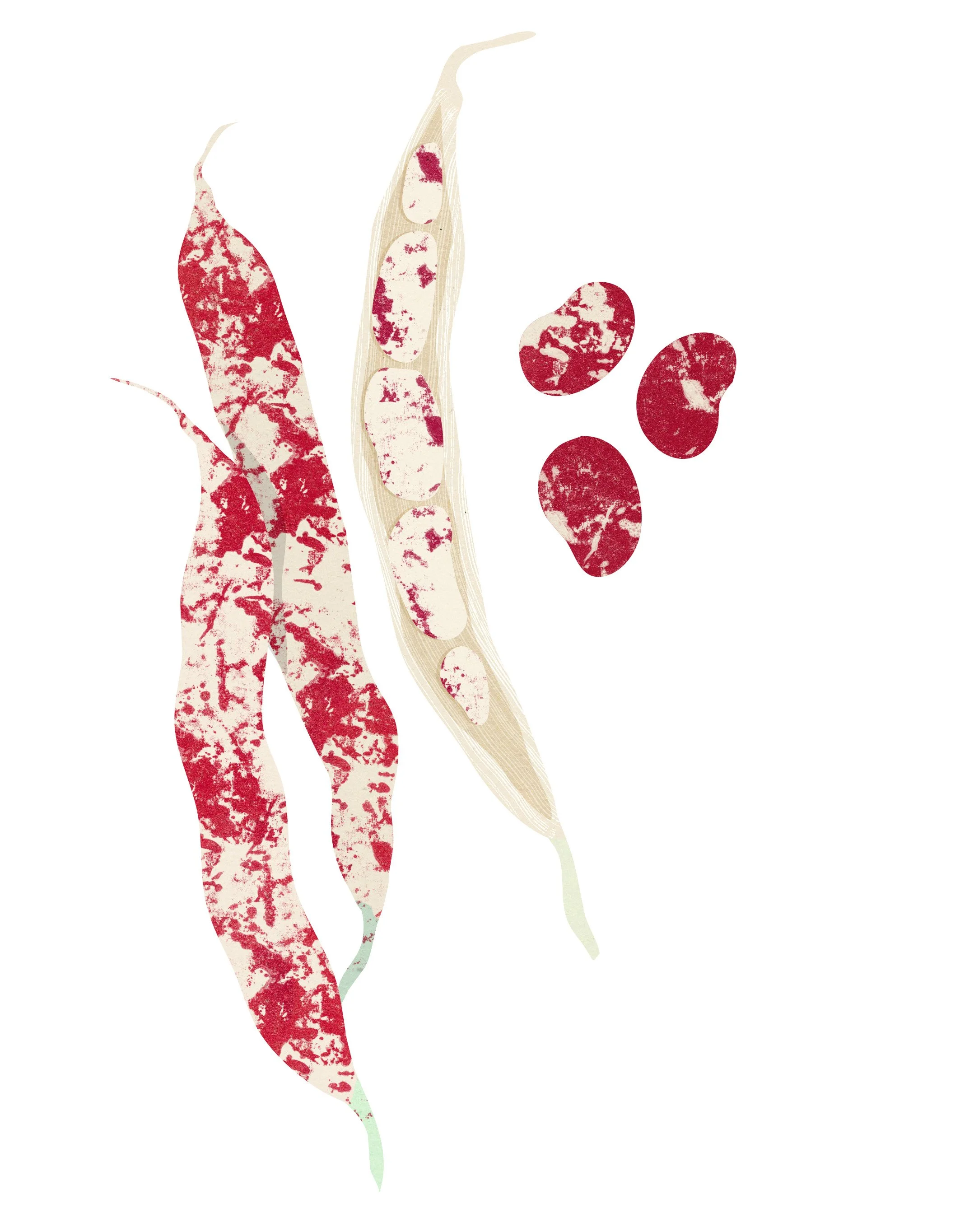 Soups-Cookbook-Ingredients-Borlotti-Illustration-Astrid-Weguelin.jpg