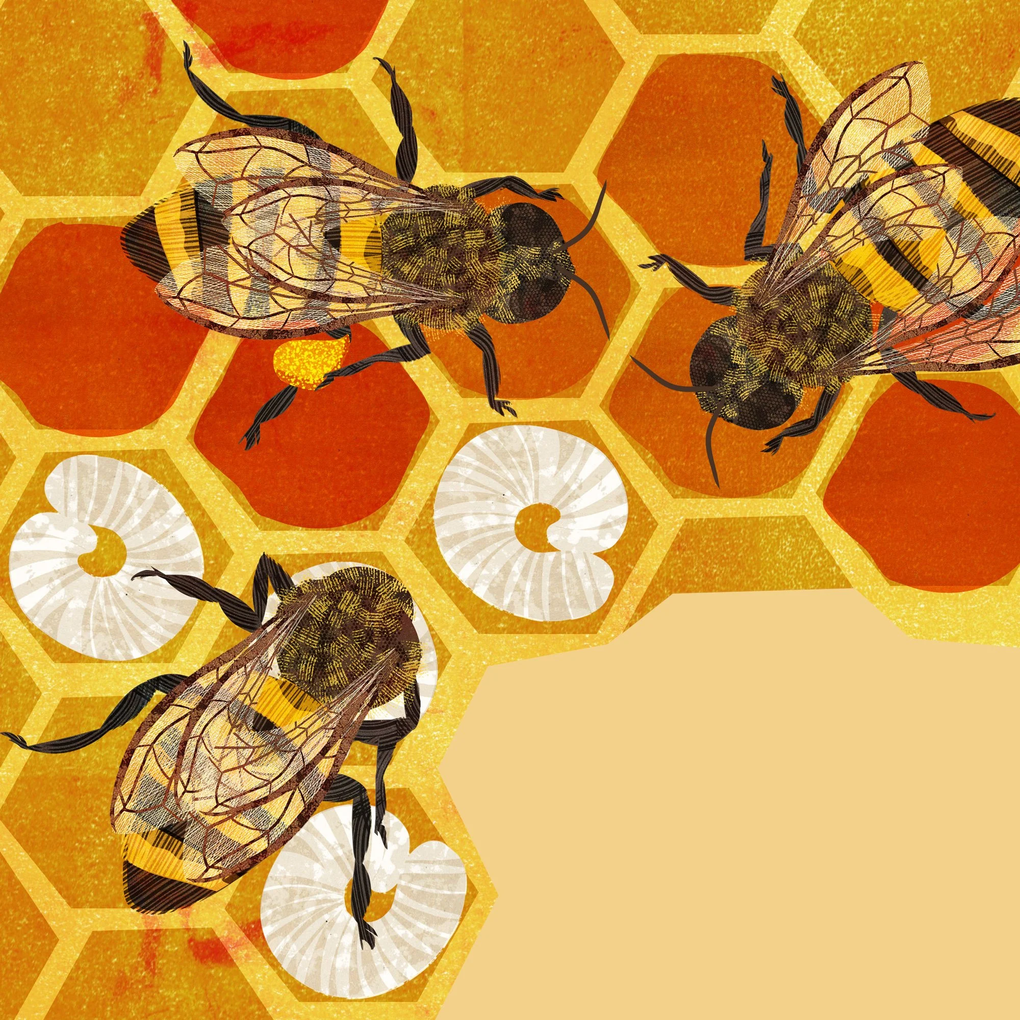 Honeybee-Book-Illustration-8-Astrid-Weguelin.jpg