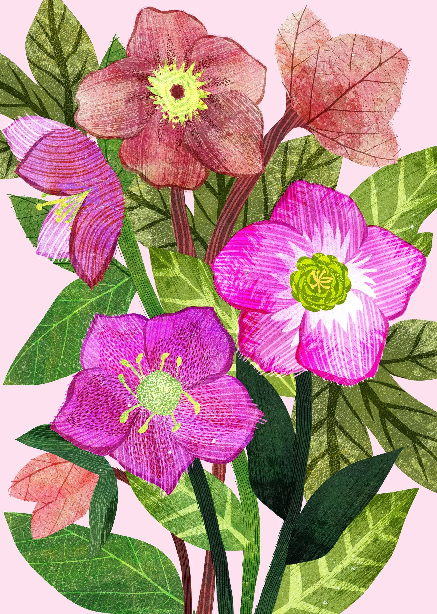 Flower-Illustration-Hellebore-Astrid-Weguelin.jpg