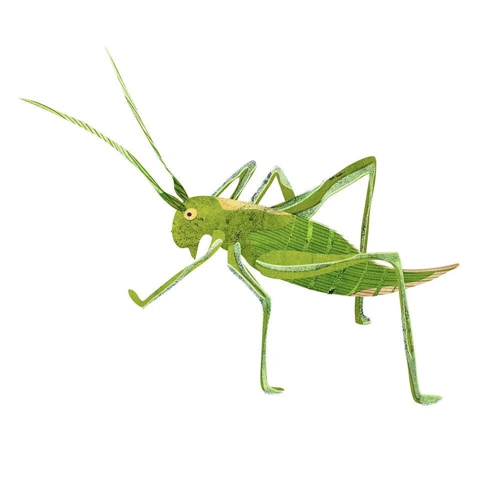 Insects-Illustration-Grasshopper-Astrid-Weguelin.jpg
