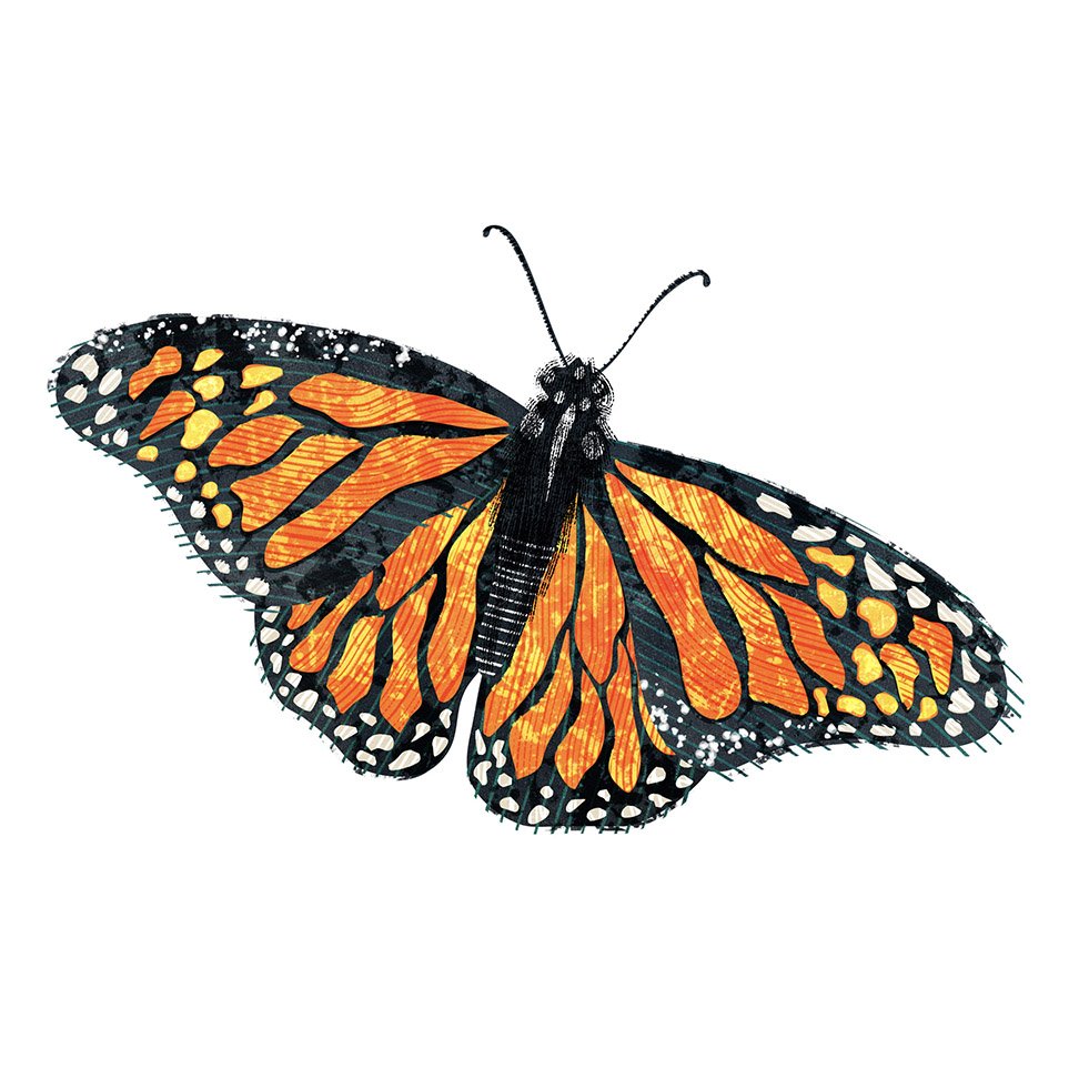 Insects-Illustration-Butterfly-Astrid-Weguelin.jpg