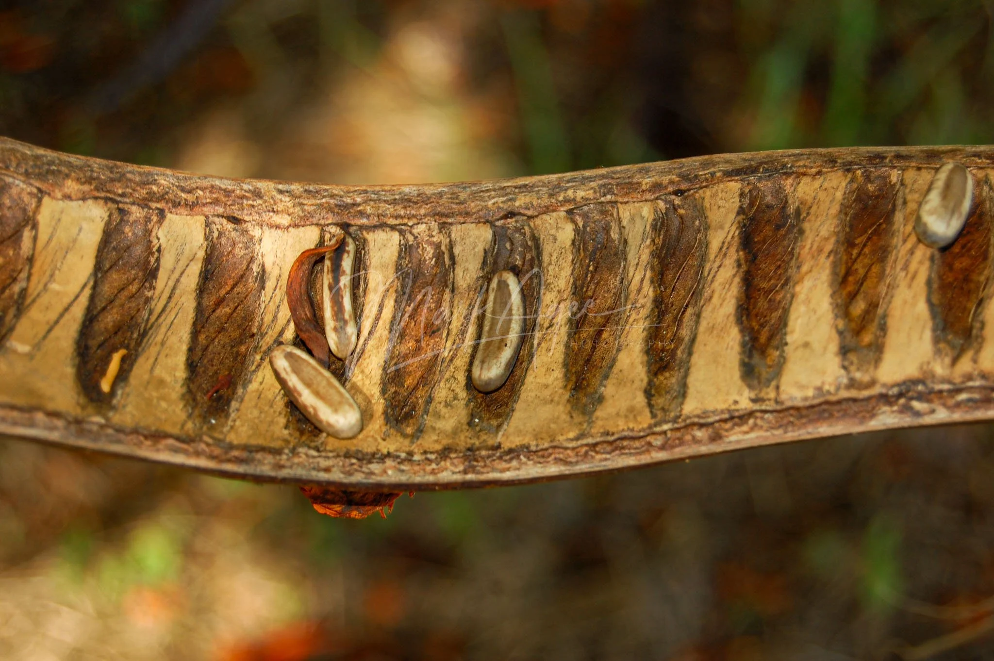 Seed Pod