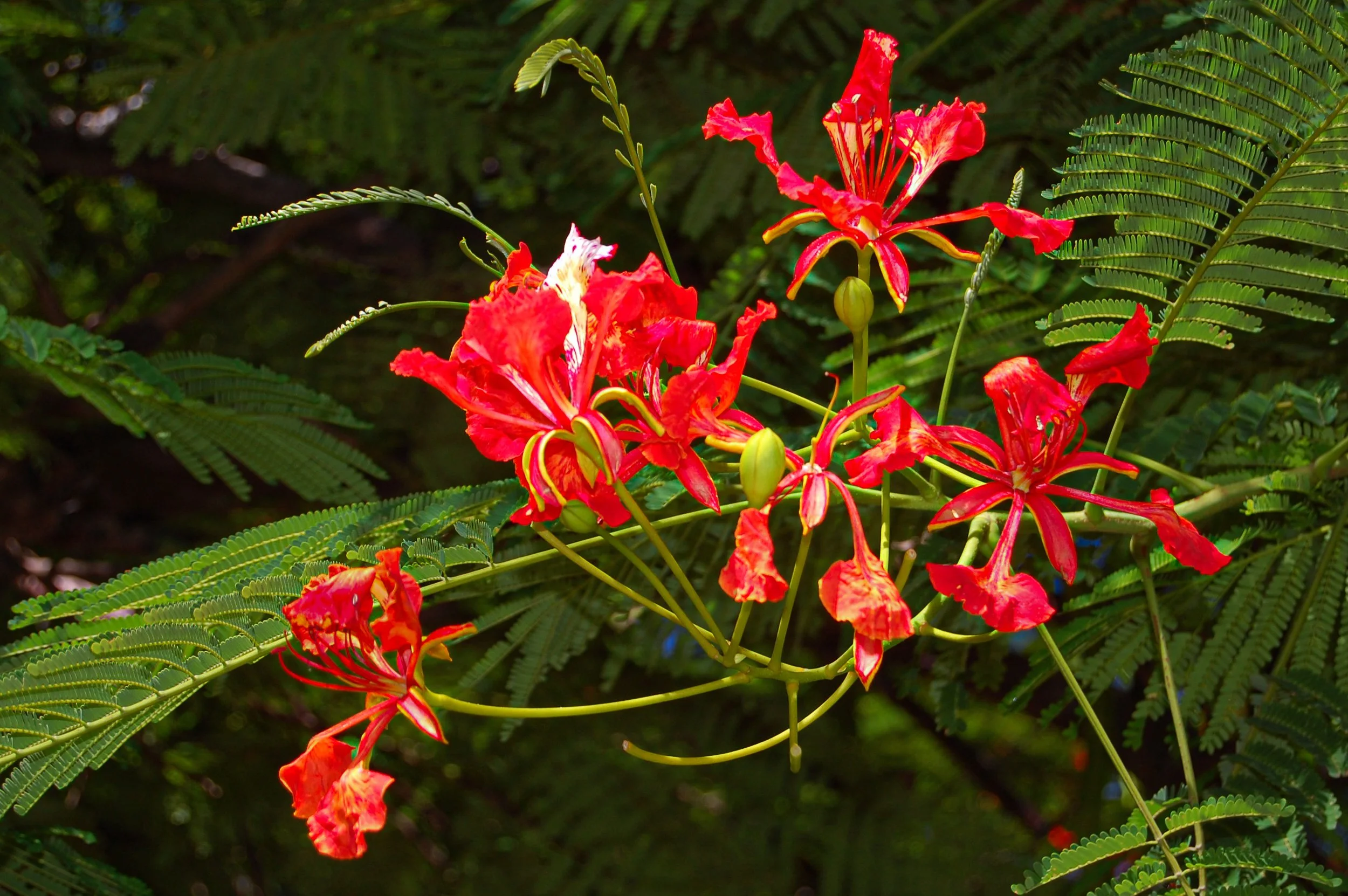 Royal Poinciana-2.jpg