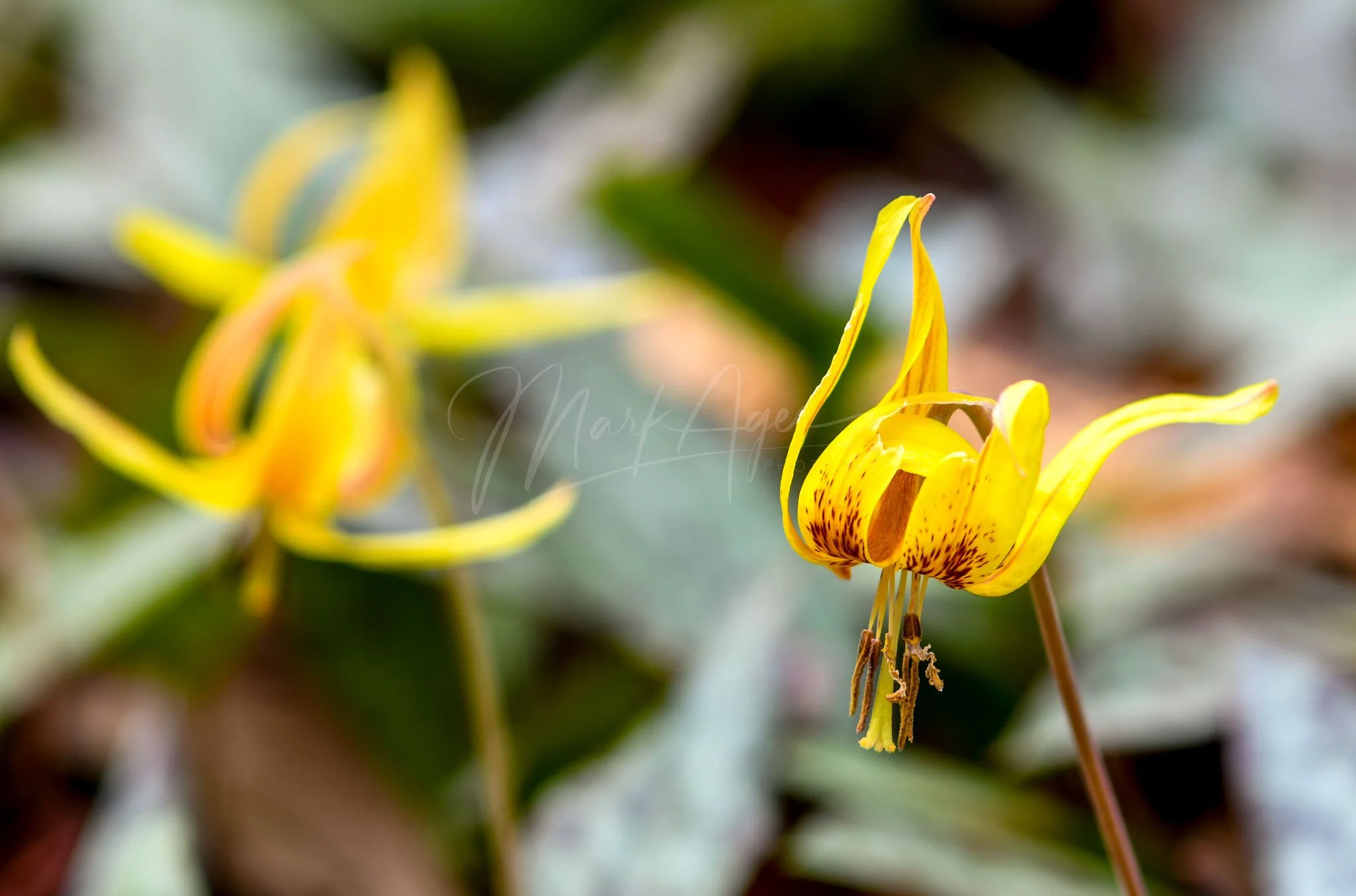 Trout Lily #1.jpg