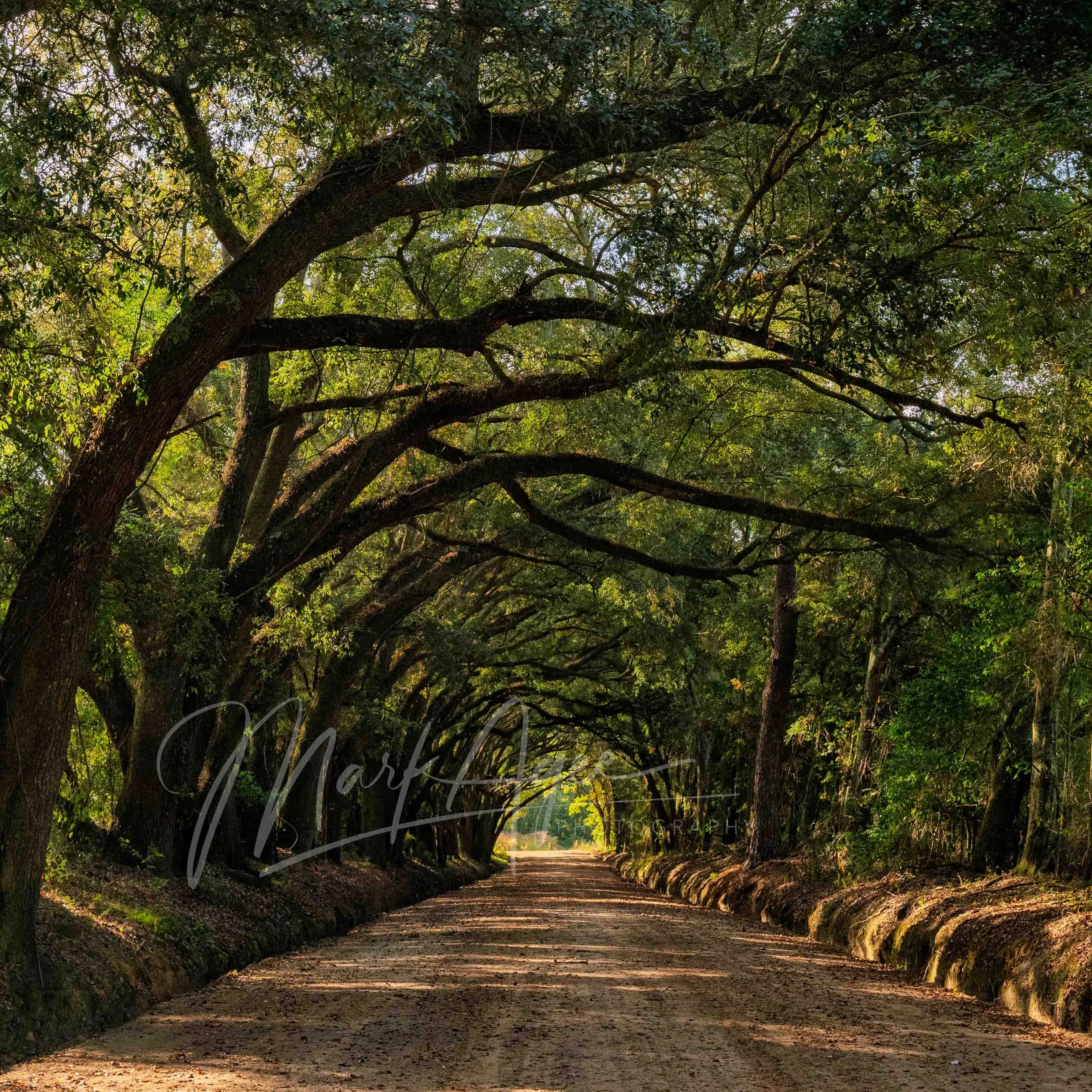 Peach Orchard Road #3